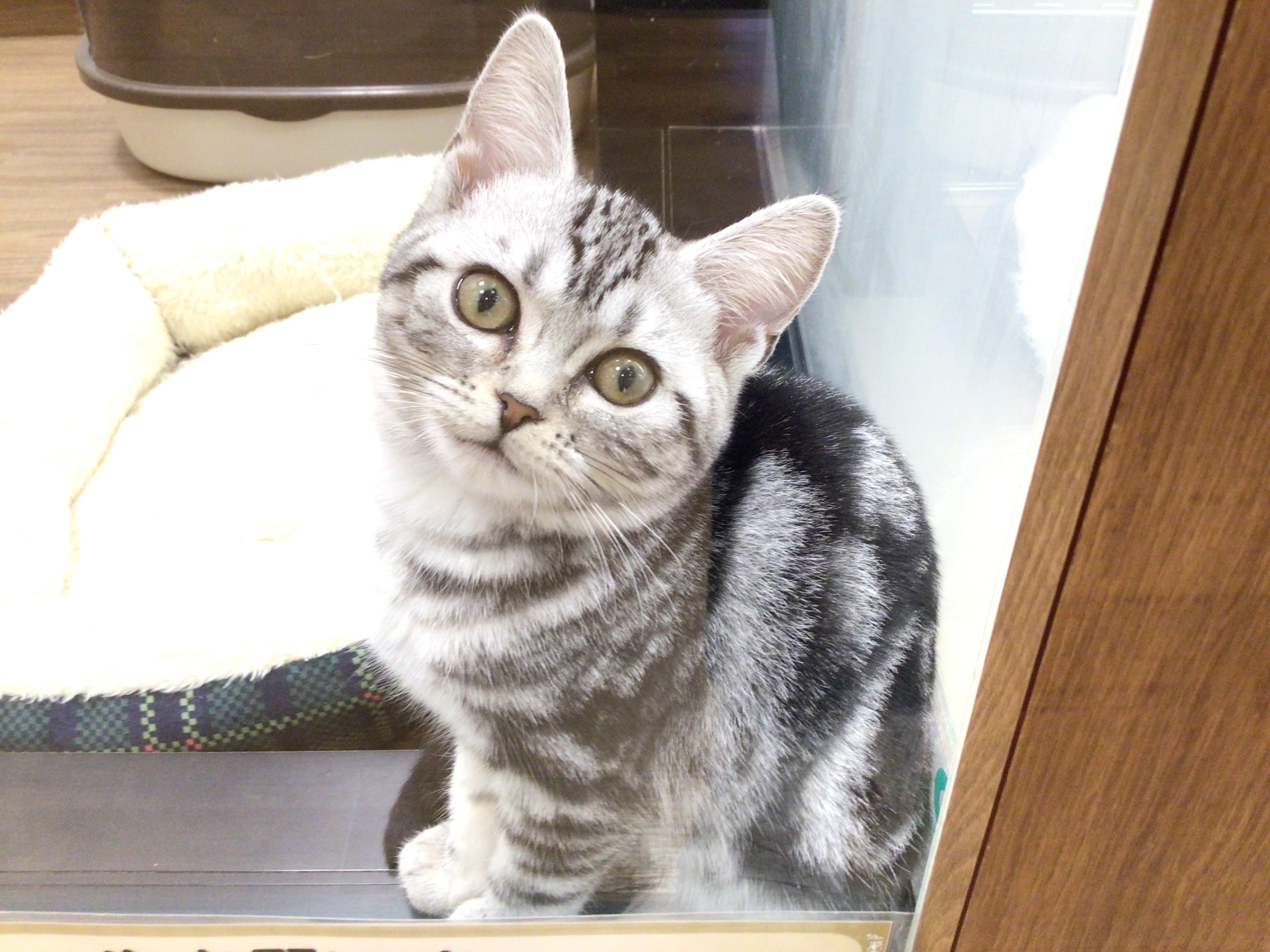 茨城県のアメリカンショートヘアー (ペッツワン高萩店/2025年11月4日生まれ/女の子/シルバータビー)の子猫の2枚目の画像