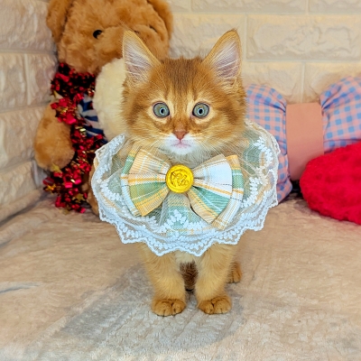 京都府のソマリ (ペッツワン亀岡店/2025年12月23日生まれ/女の子/レッド)の子猫