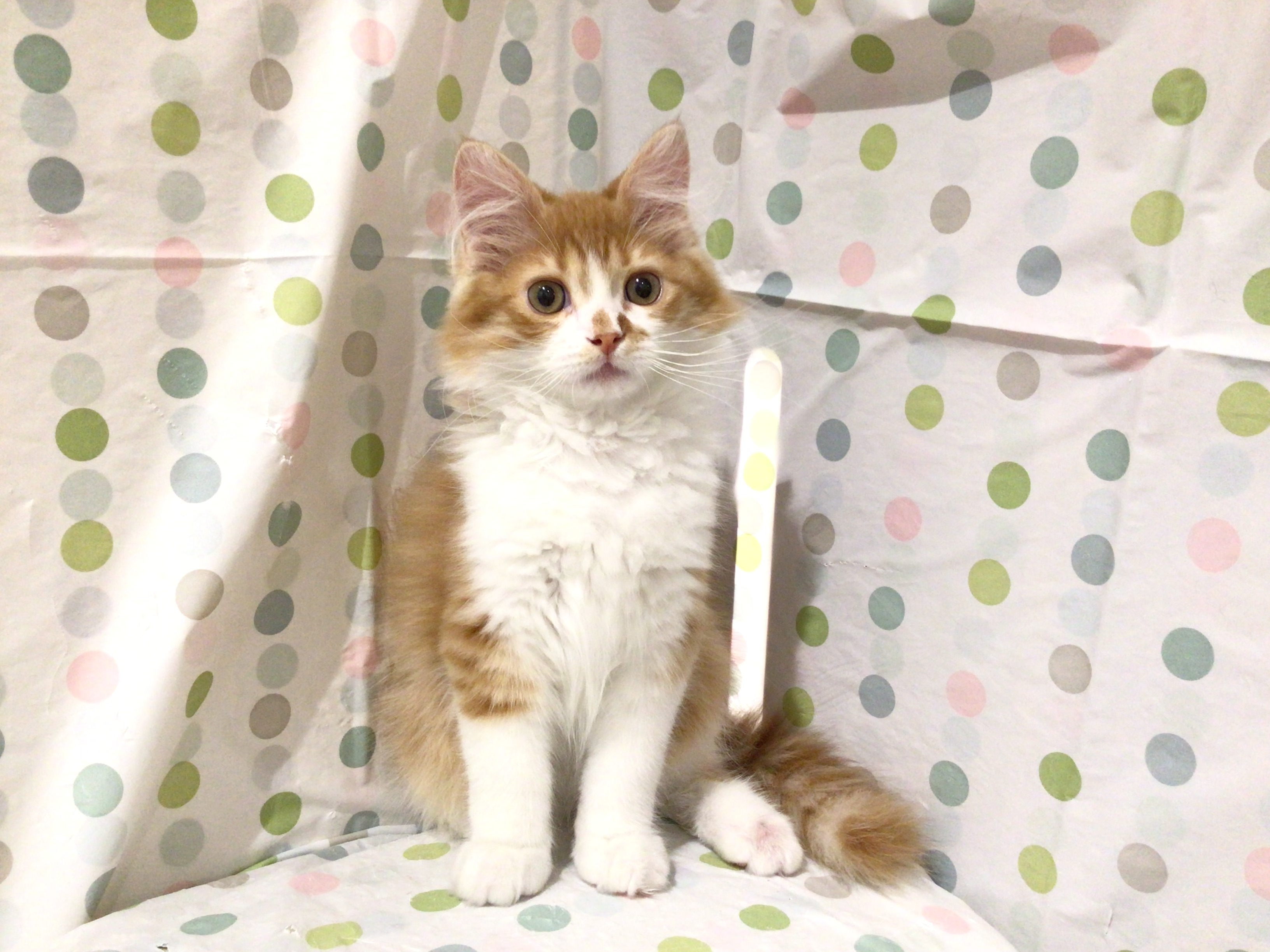 茨城県のサイベリアン (ペッツワン高萩店/2025年11月9日生まれ/男の子/レッドタビーホワイト)の子猫の2枚目の画像