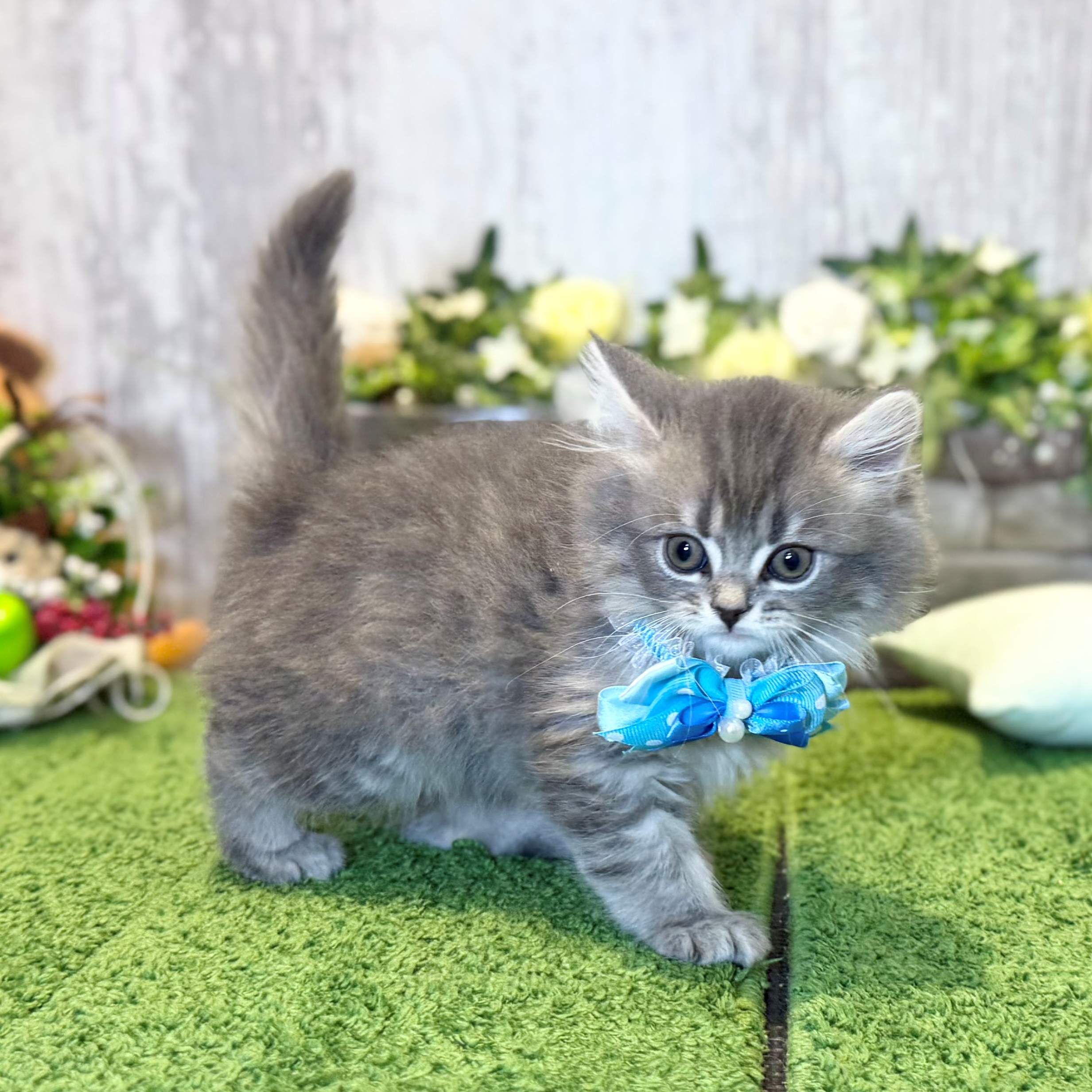 兵庫県のスコティッシュフォールド (ペッツワン姫路大津店/2026年1月1日生まれ/男の子/ブルータビー)の子猫の2枚目の画像