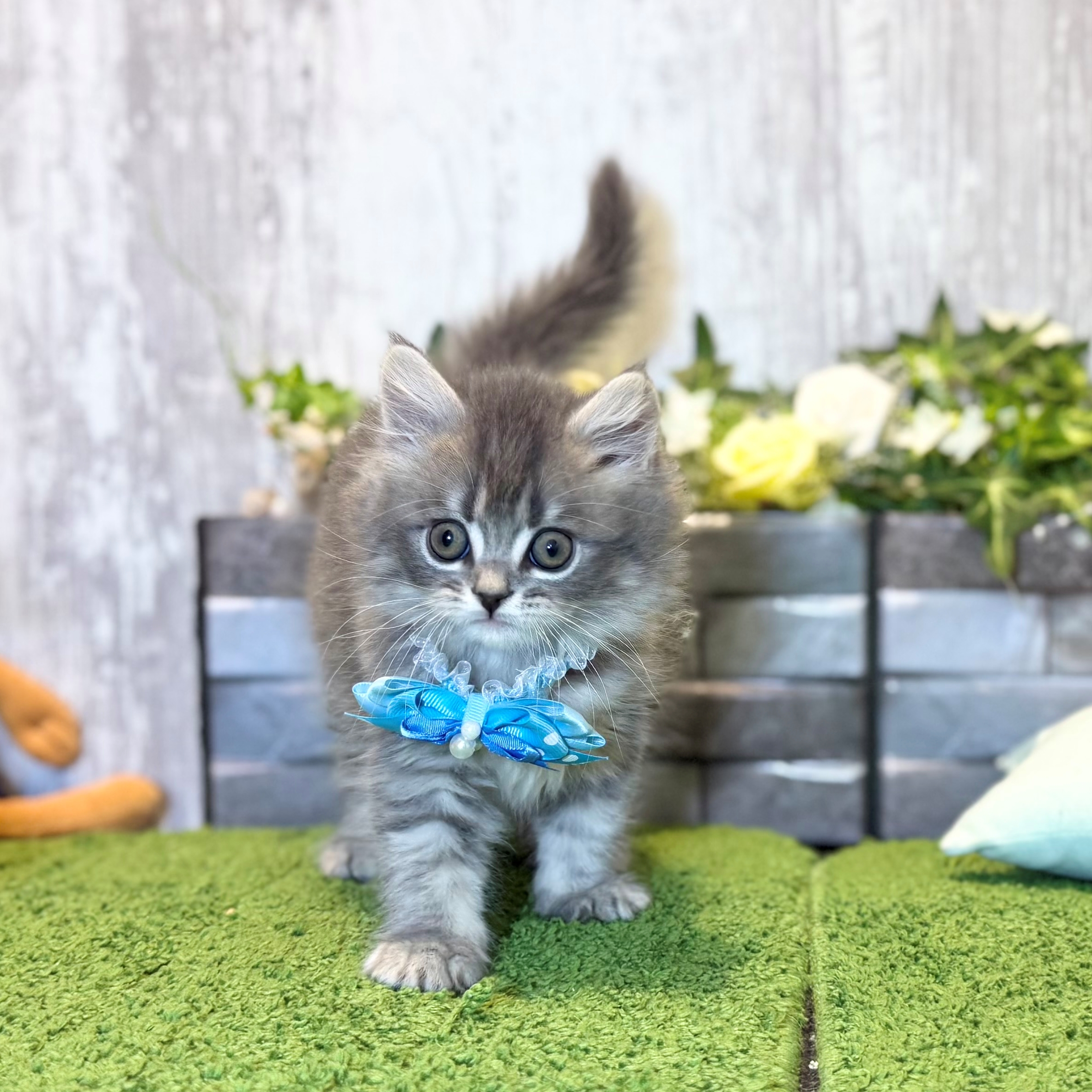 兵庫県のスコティッシュフォールド (ペッツワン姫路大津店/2026年1月1日生まれ/男の子/ブルータビー)の子猫の3枚目の画像