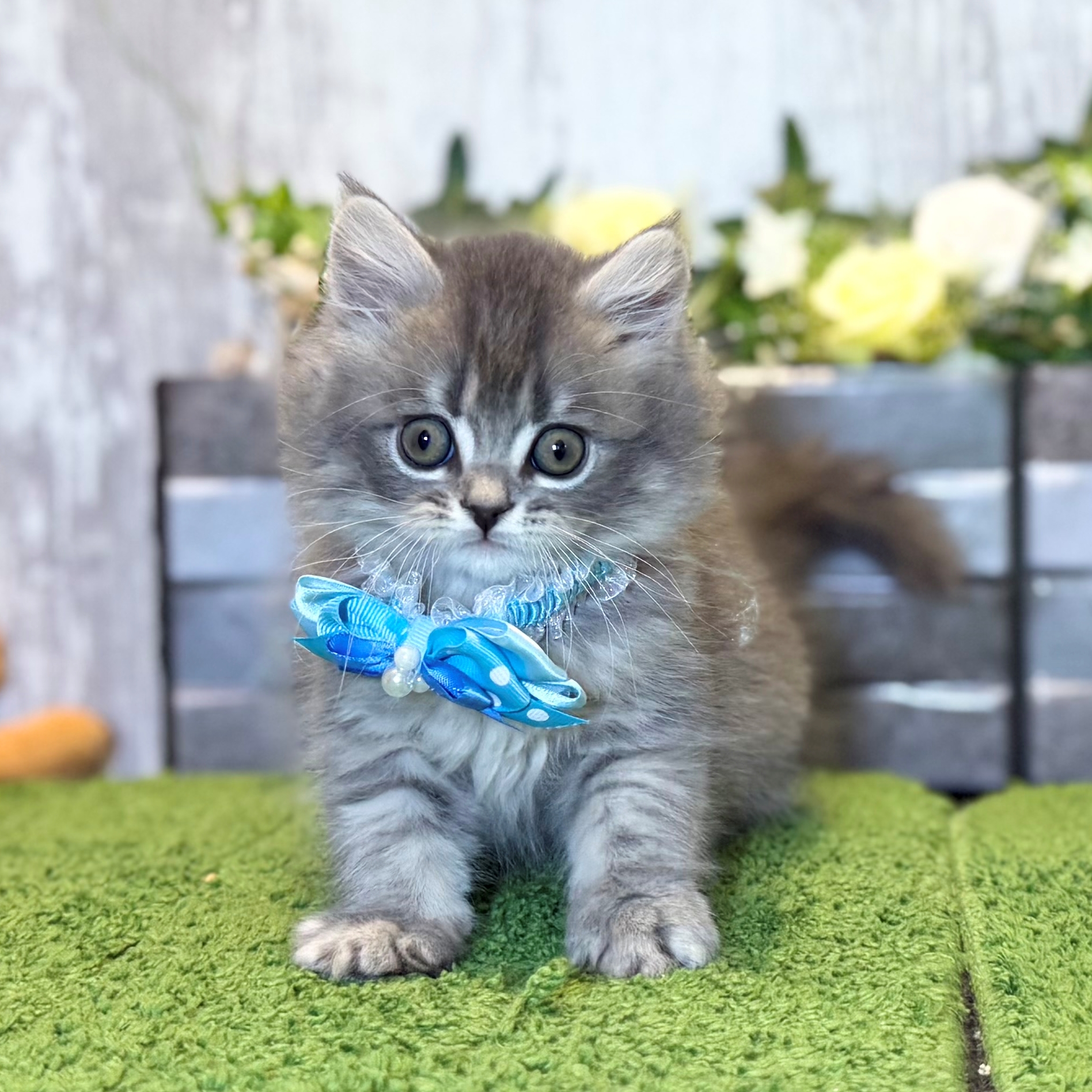 兵庫県のスコティッシュフォールド (ペッツワン姫路大津店/2026年1月1日生まれ/男の子/ブルータビー)の子猫の1枚目の画像