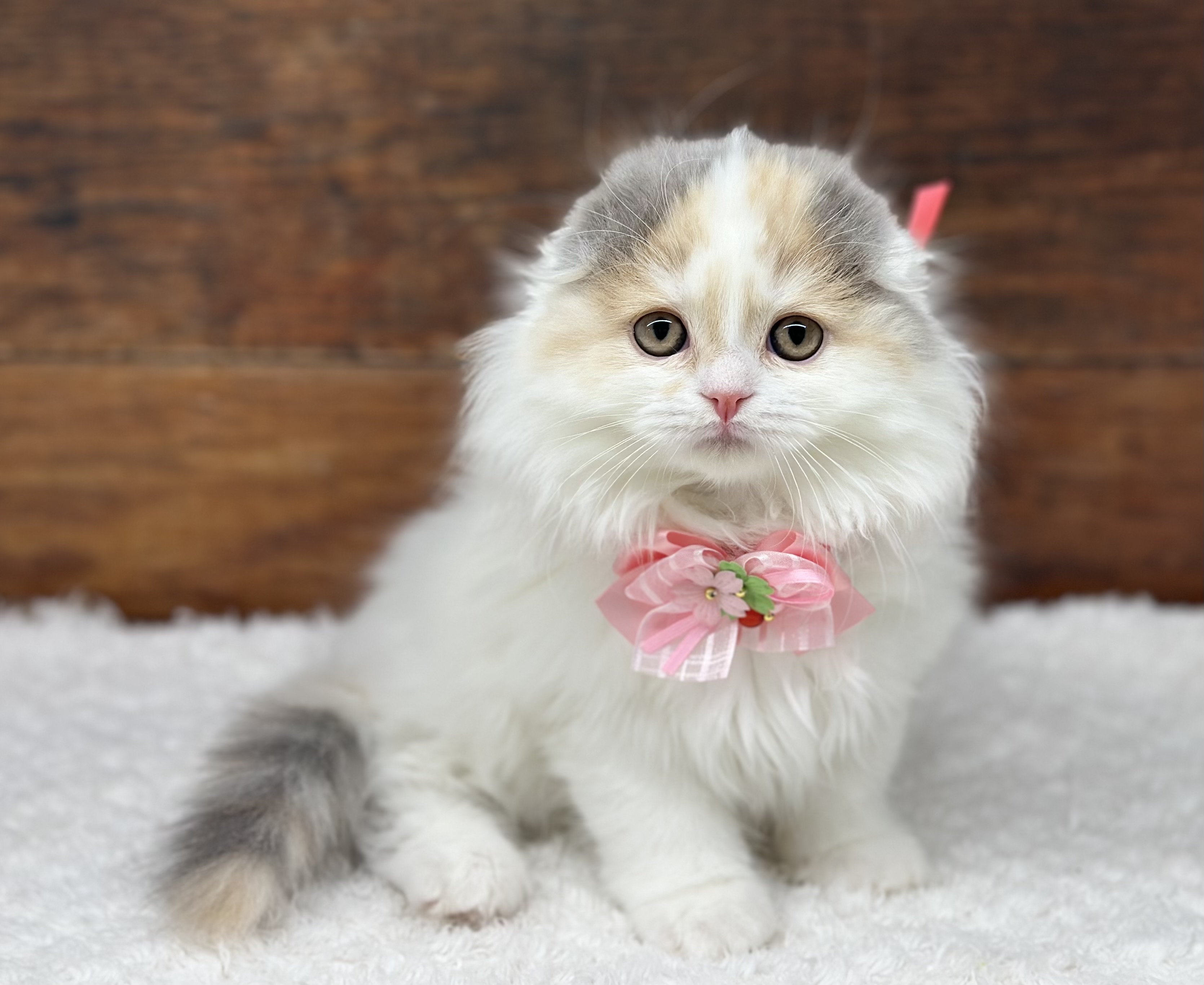 愛知県のスコティッシュフォールド (ペッツワン名古屋大高インター店/2025年12月19日生まれ/女の子/ブルーパッチドタビーホワイト)の子猫