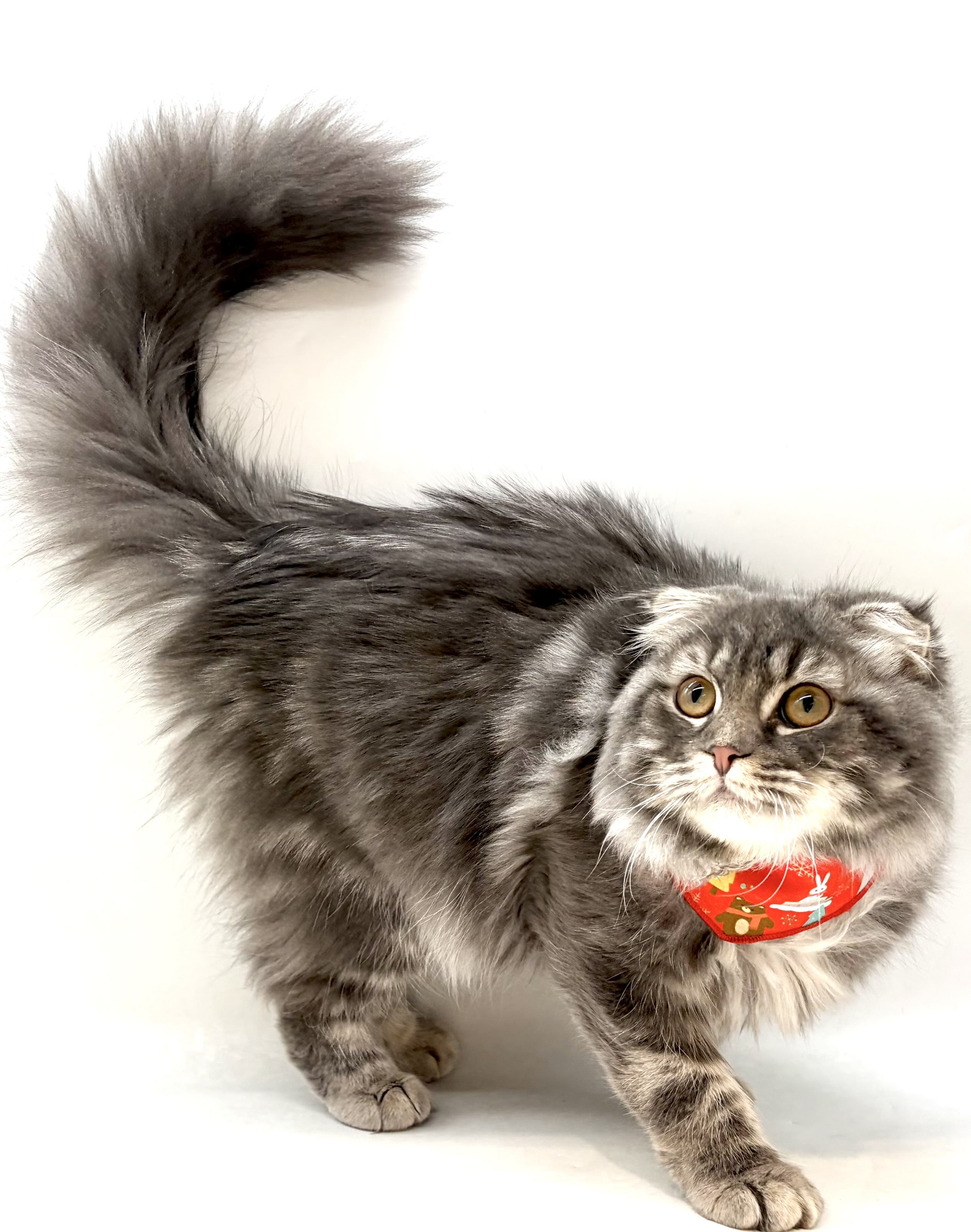 埼玉県のスコティッシュフォールド (ペッツワン行田店/2025年8月14日生まれ/男の子/ブルータビー)の子猫の3枚目の画像