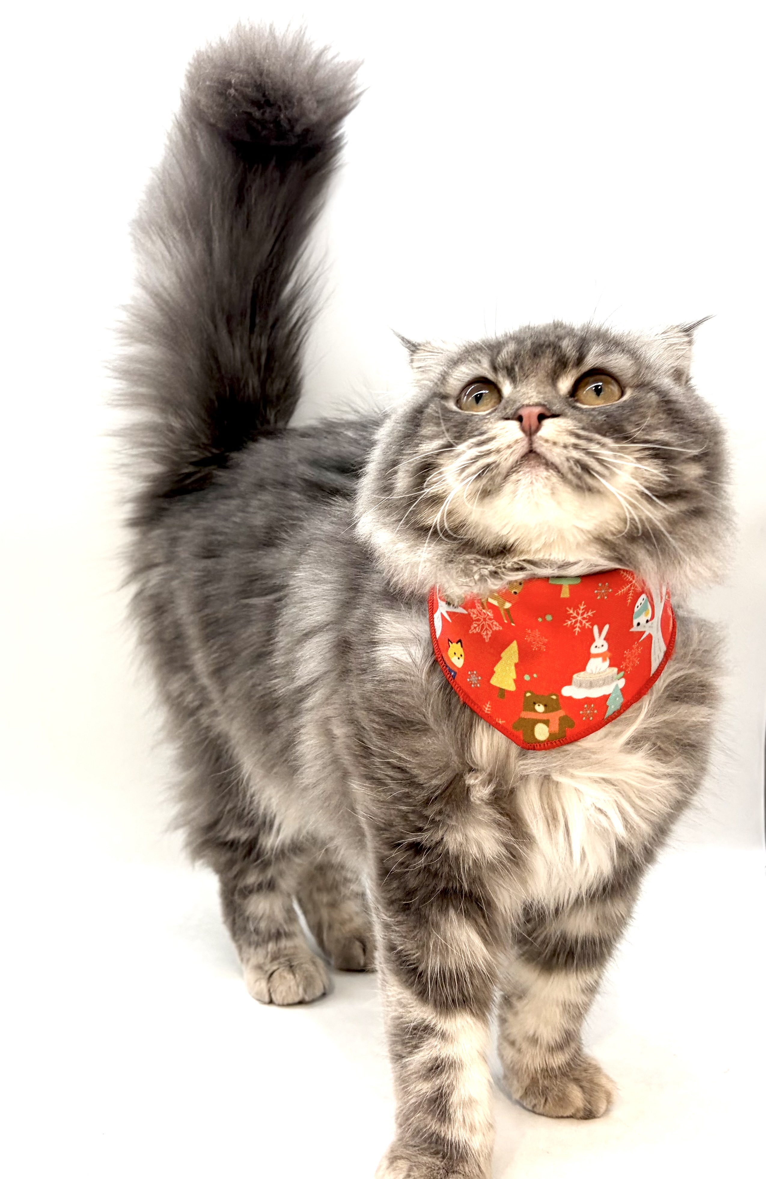 埼玉県のスコティッシュフォールド (ペッツワン行田店/2025年8月14日生まれ/男の子/ブルータビー)の子猫の2枚目の画像