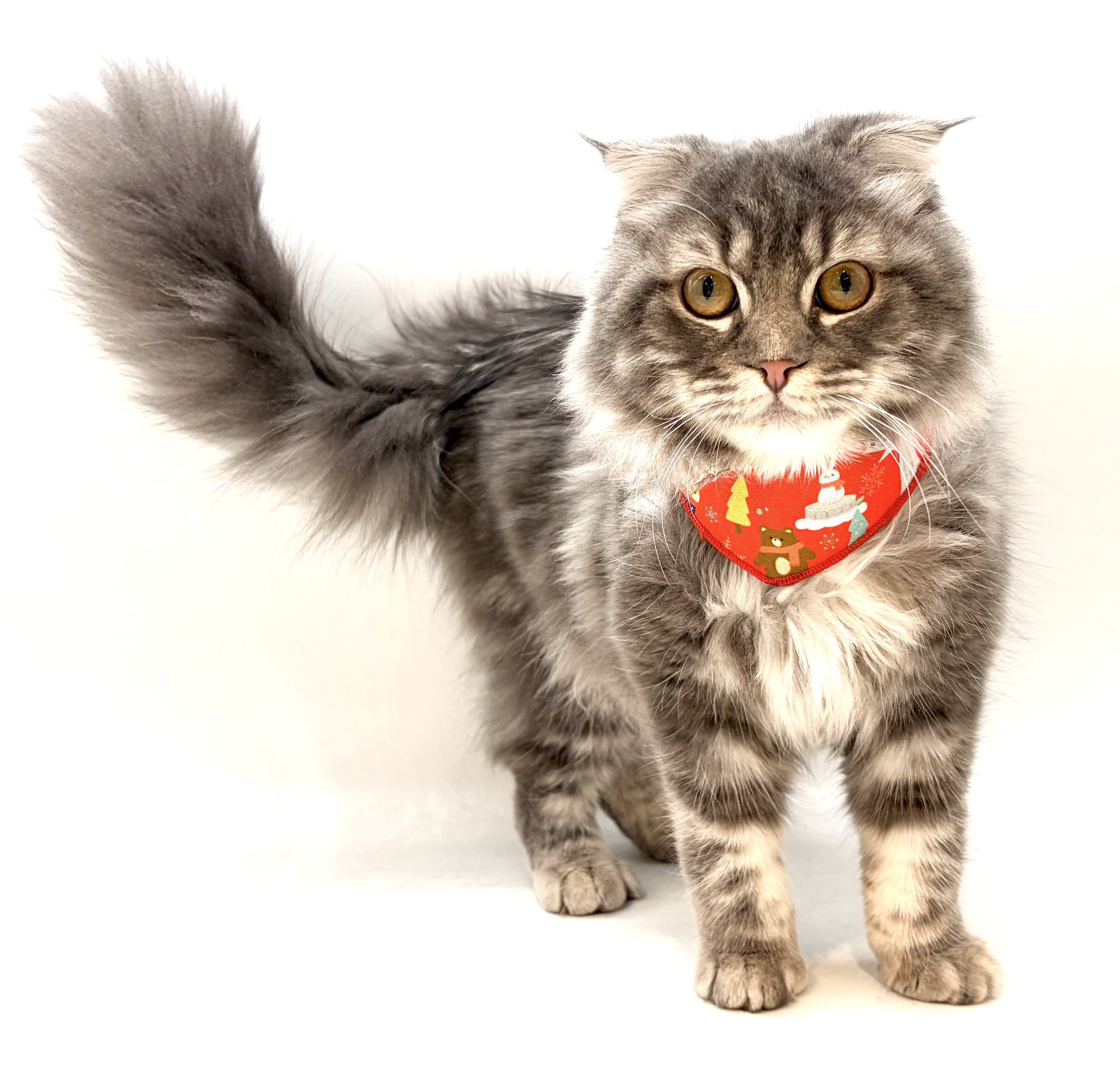 埼玉県のスコティッシュフォールド (ペッツワン行田店/2025年8月14日生まれ/男の子/ブルータビー)の子猫の1枚目の画像