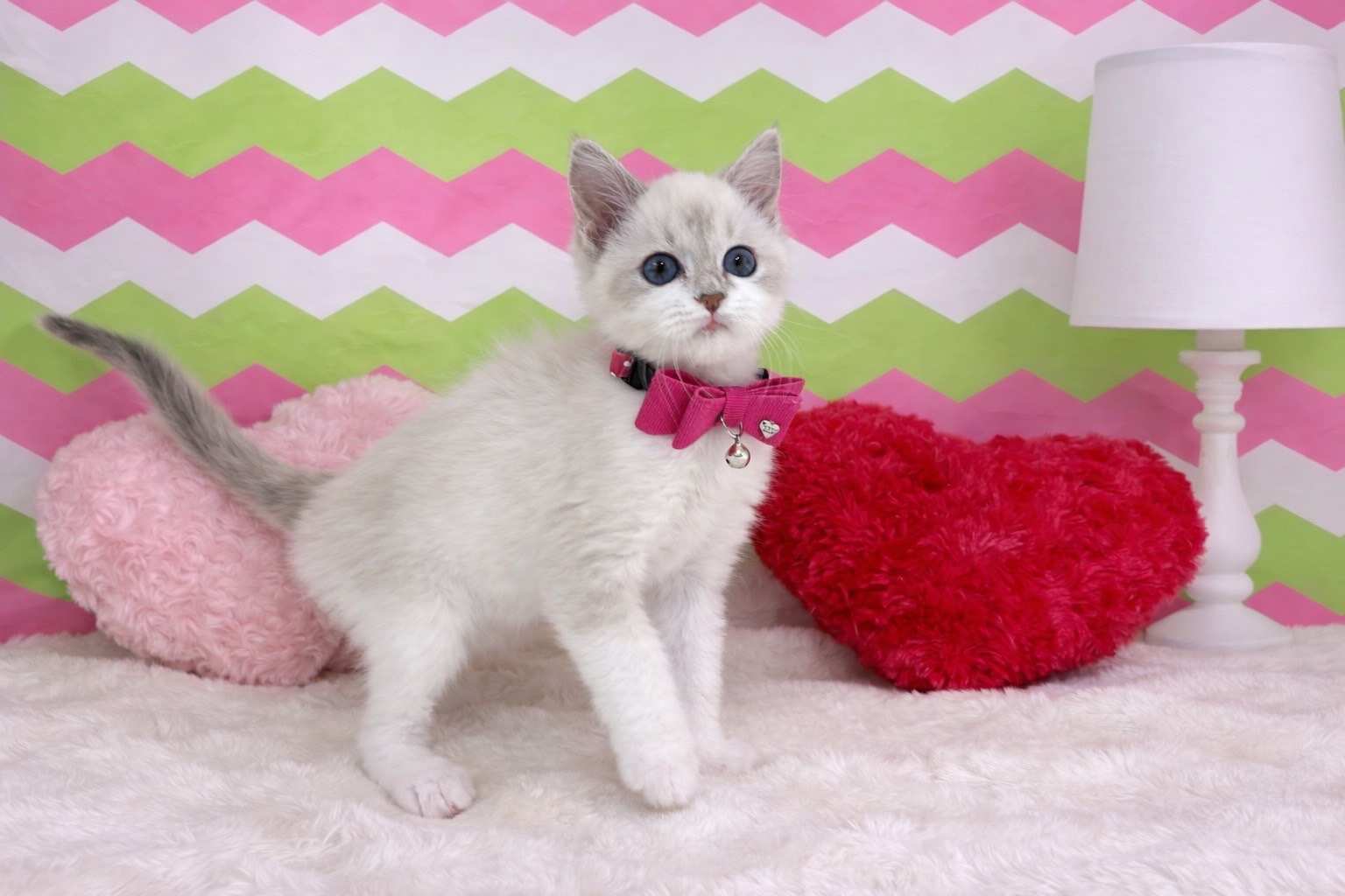 兵庫県のラグドール (ペッツワン神戸深江浜店/2025年12月25日生まれ/女の子/シールポイント)の子猫の3枚目の画像