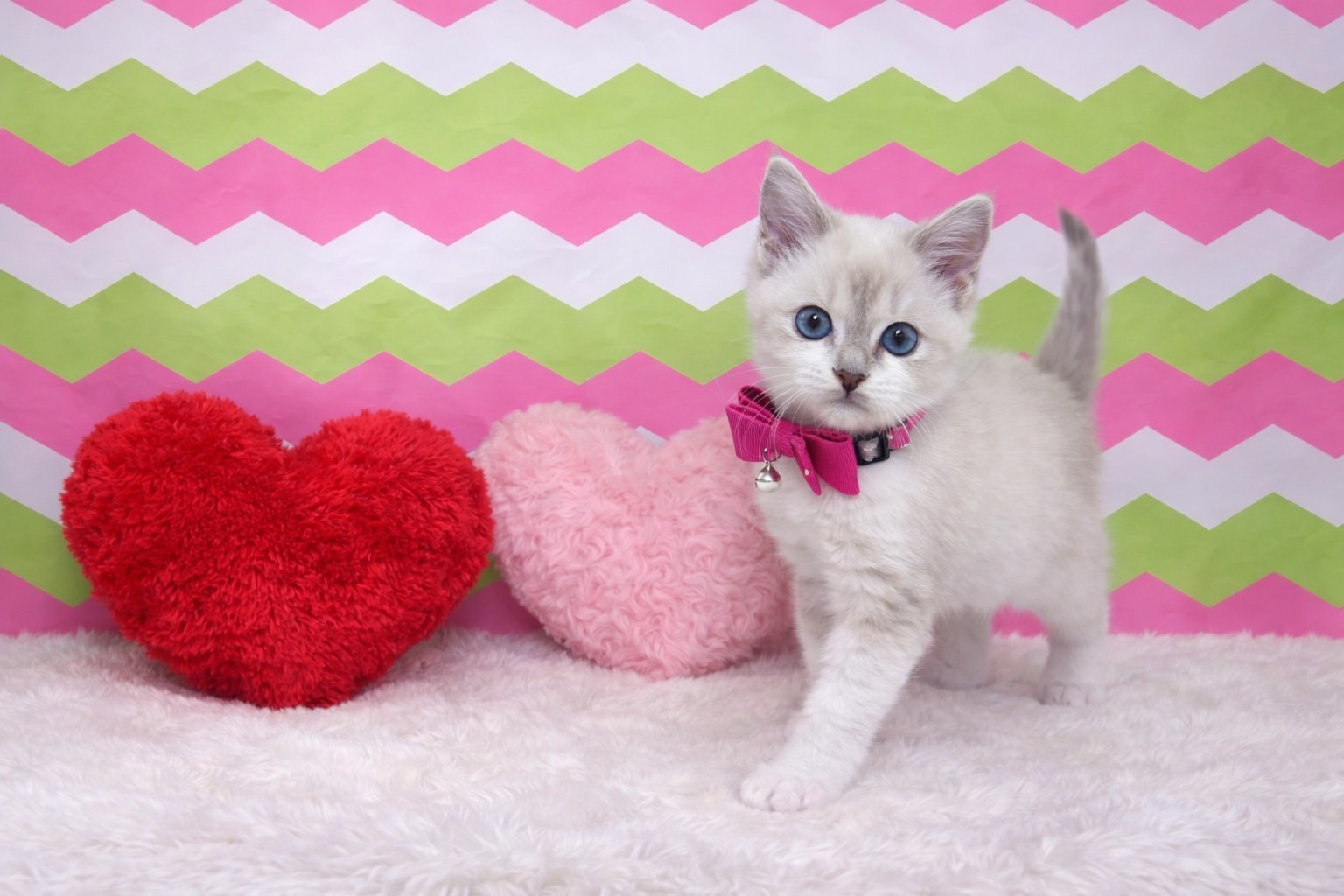 兵庫県のラグドール (ペッツワン神戸深江浜店/2025年12月25日生まれ/女の子/シールポイント)の子猫の2枚目の画像