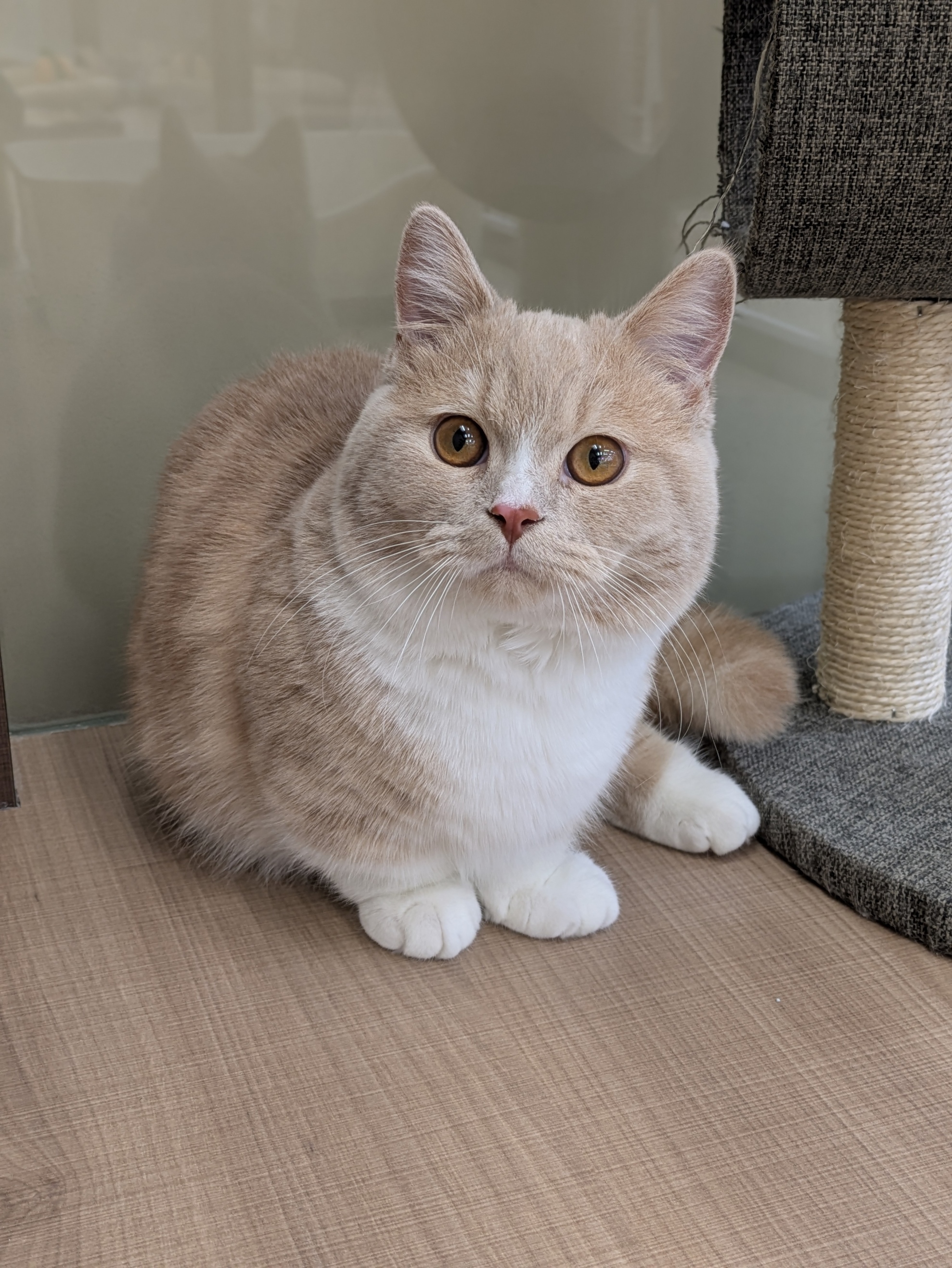 岡山県のマンチカン (ペッツワンFC津山店/2025年8月18日生まれ/男の子/レッドタビーホワイト)の子猫