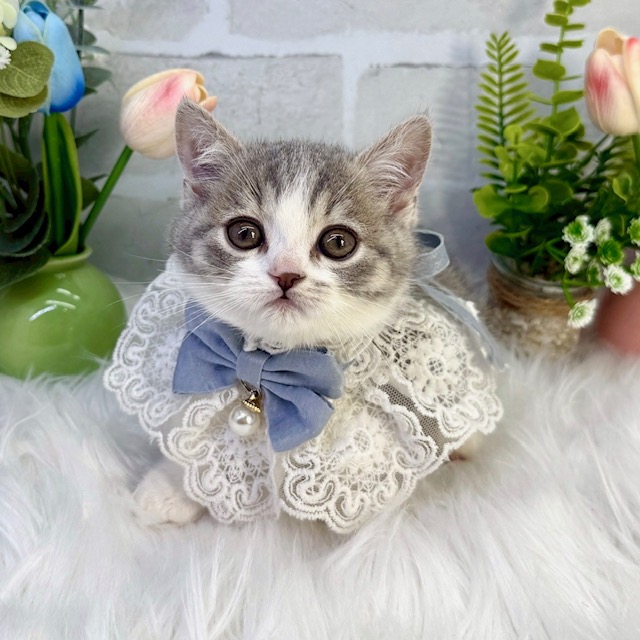 大阪府のミヌエット (ペッツワン高槻店/2025年12月23日生まれ/男の子/ブルータビーホワイト)の子猫の2枚目の画像