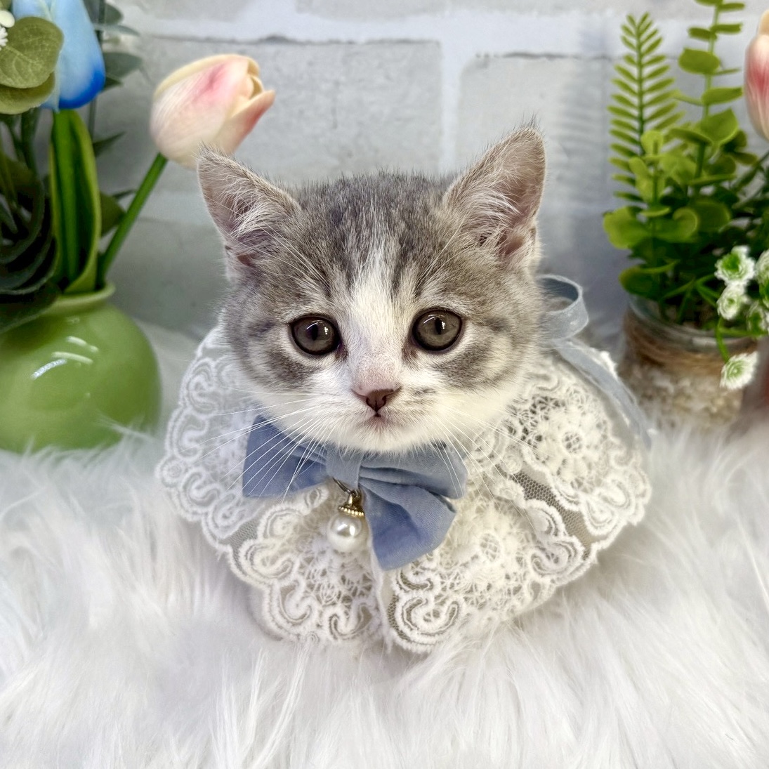 大阪府のミヌエット (ペッツワン高槻店/2025年12月23日生まれ/男の子/ブルータビーホワイト)の子猫