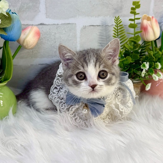 大阪府のミヌエット (ペッツワン高槻店/2025年12月23日生まれ/男の子/ブルータビーホワイト)の子猫の3枚目の画像