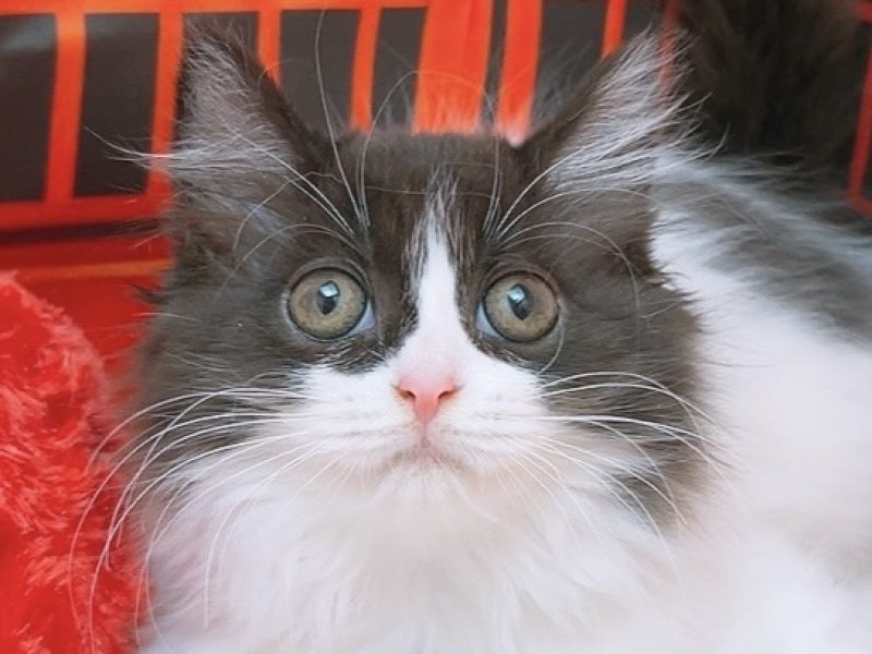 沖縄県のサイベリアン (ペッツワンFCあがり浜店/2025年11月18日生まれ/男の子/ブラックホワイト)の子猫