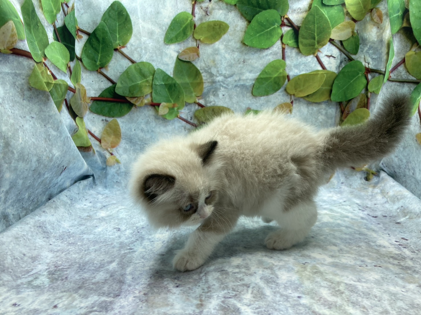 埼玉県のラグドール (ペッツワン北本店/2026年1月3日生まれ/男の子/シールポイントバイカラー)の子猫の3枚目の画像