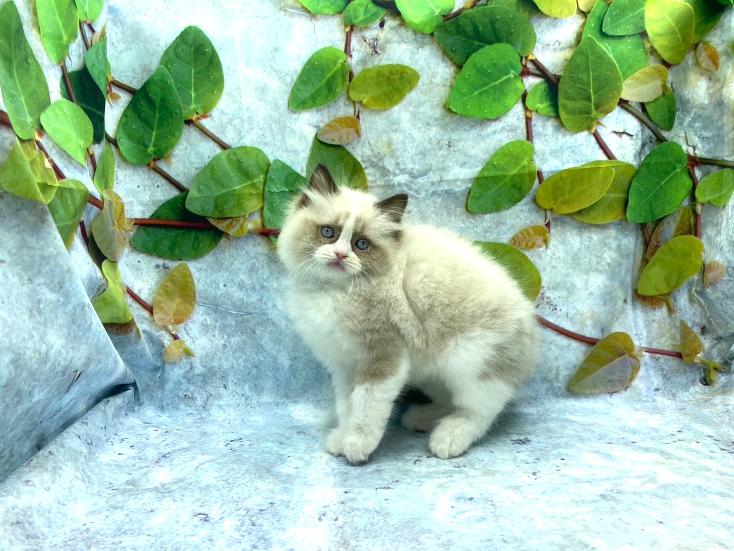 埼玉県のラグドール (ペッツワン北本店/2026年1月3日生まれ/男の子/シールポイントバイカラー)の子猫の2枚目の画像