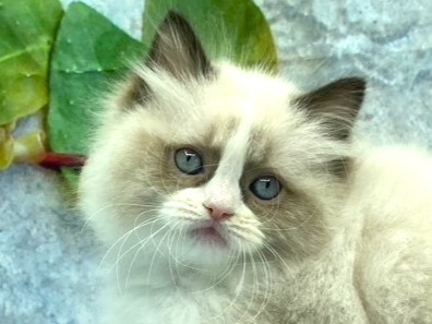 埼玉県のラグドール (ペッツワン北本店/2026年1月3日生まれ/男の子/シールポイントバイカラー)の子猫の1枚目の画像