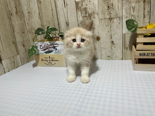 静岡県のスコティッシュフォールド (ペッツワン浜松都田テクノ店/2025年12月20日生まれ/男の子/クリームホワイト)の子猫