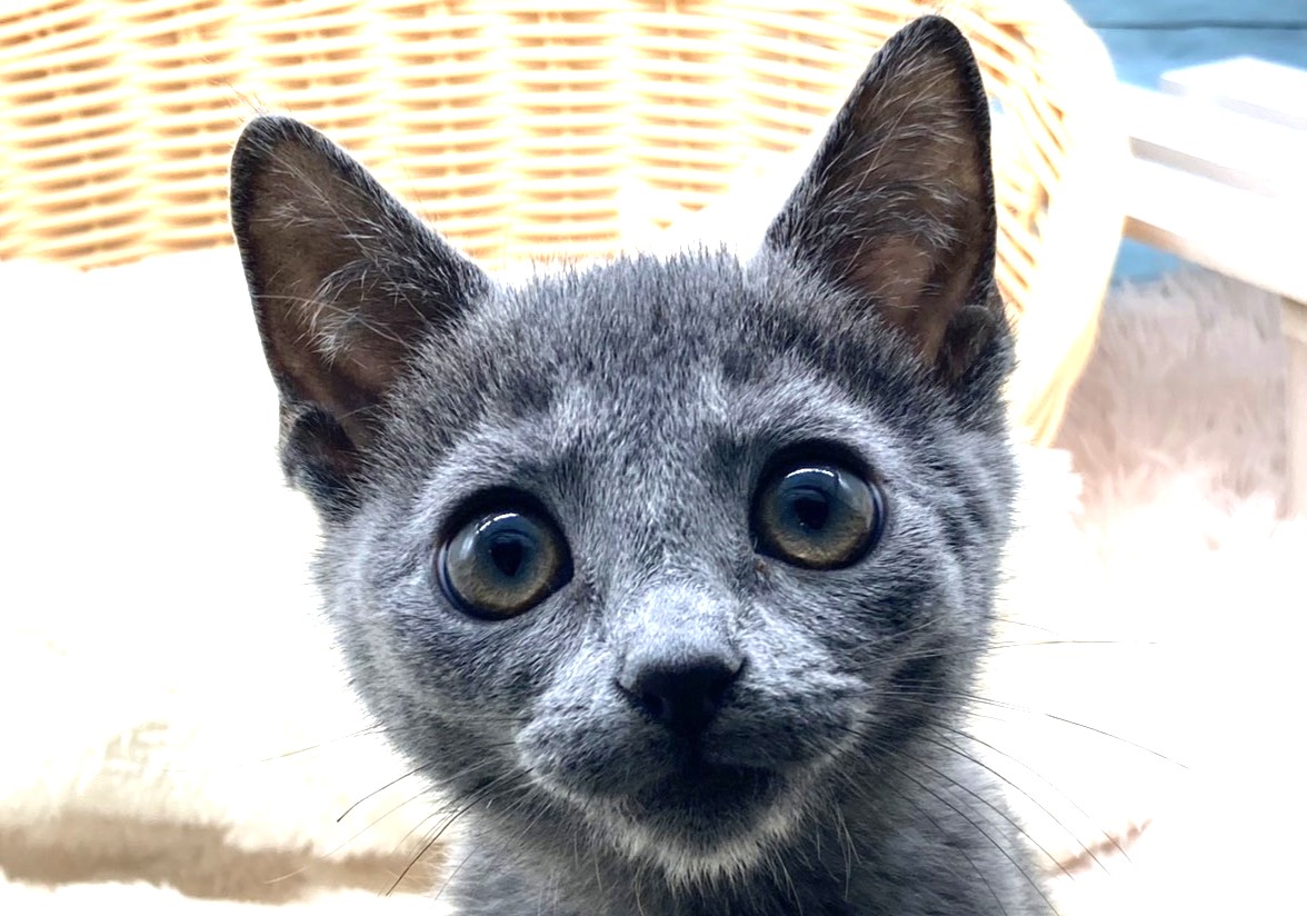 静岡県のロシアンブルー (ペッツワン藤枝店/2025年11月19日生まれ/女の子/ブルー)の子猫