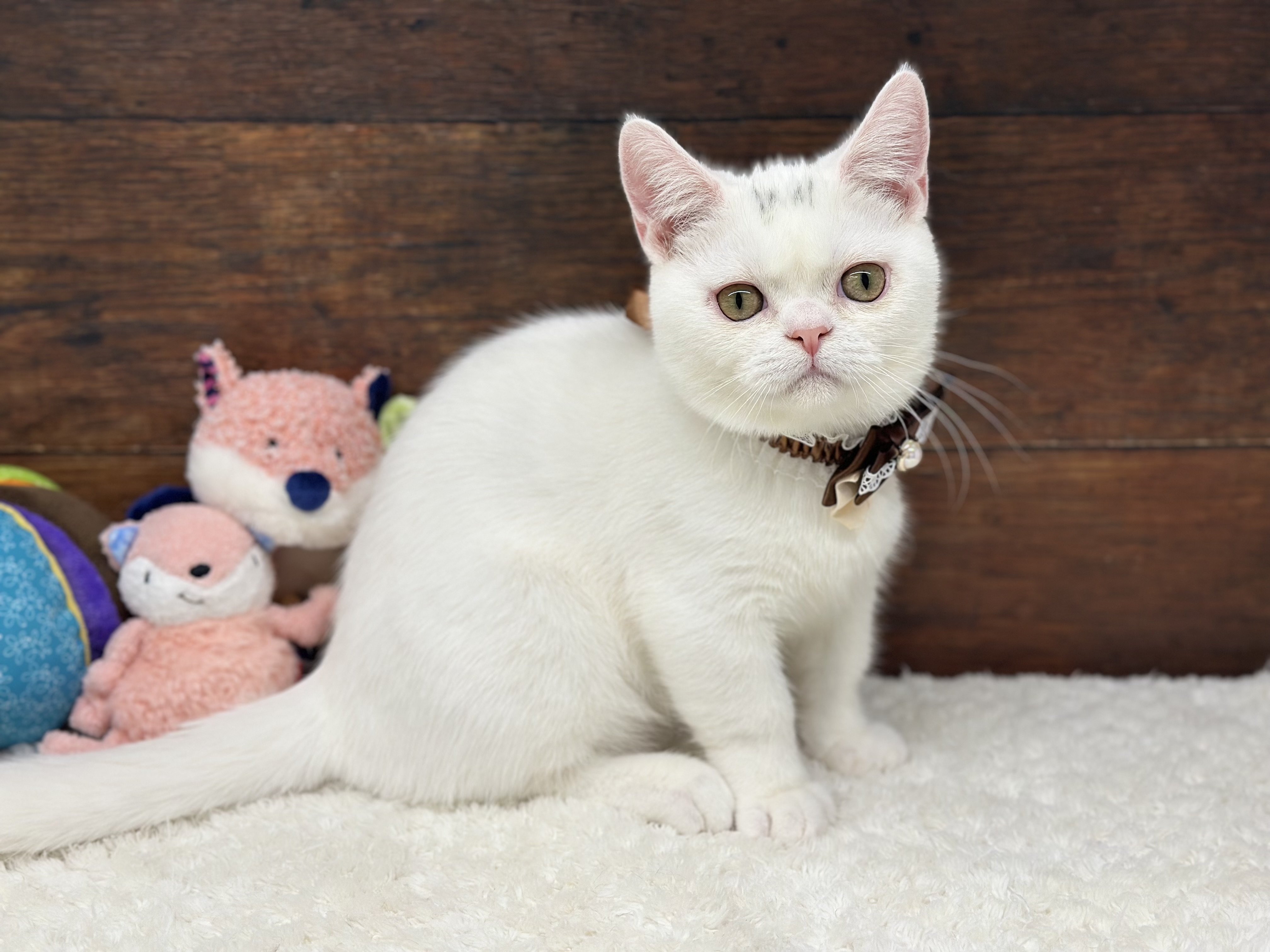 愛知県のマンチカン (ペッツワン名古屋大高インター店/2025年6月15日生まれ/男の子/ホワイト)の子猫の1枚目の画像