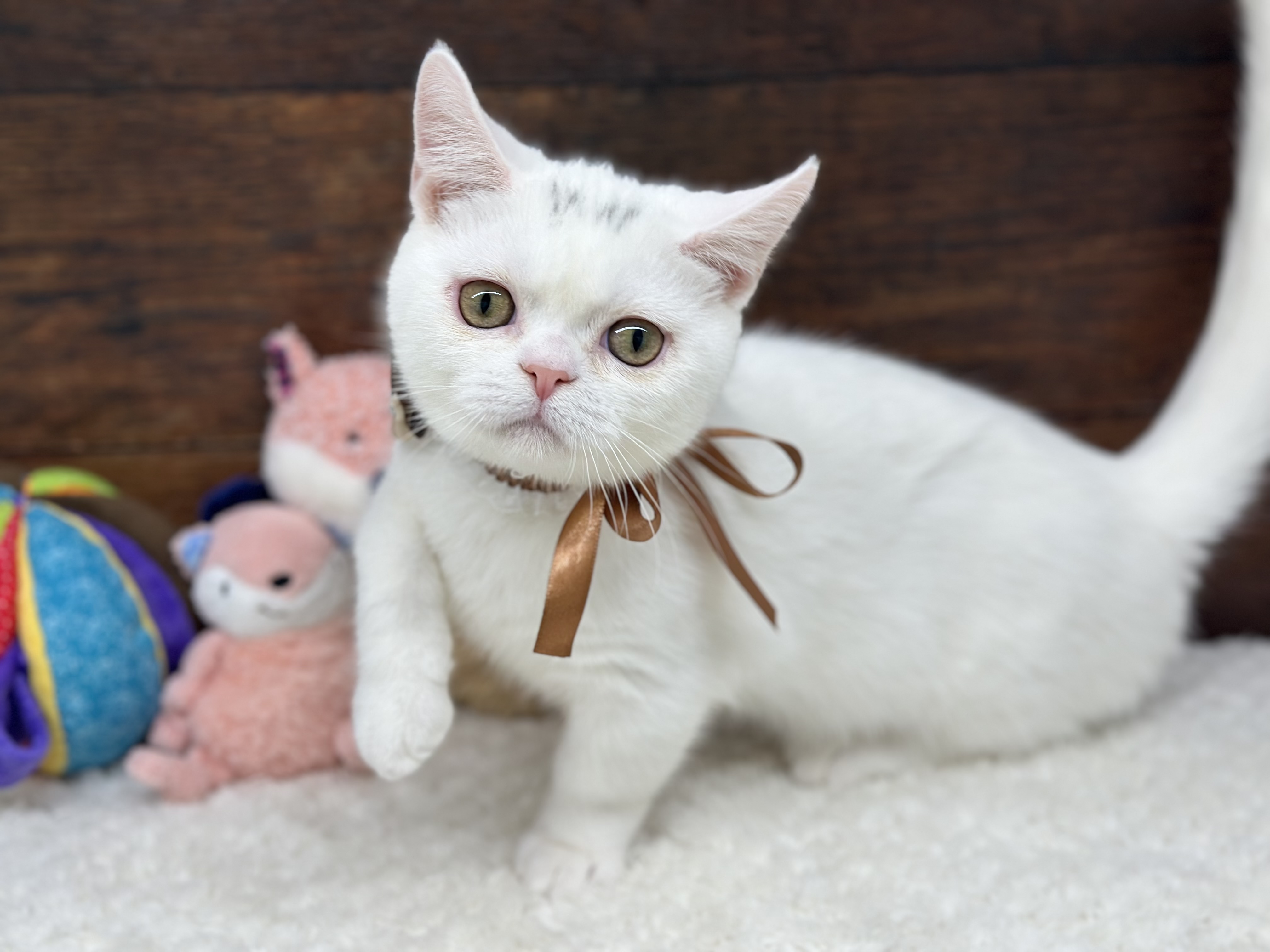 愛知県のマンチカン (ペッツワン名古屋大高インター店/2025年6月15日生まれ/男の子/ホワイト)の子猫の2枚目の画像