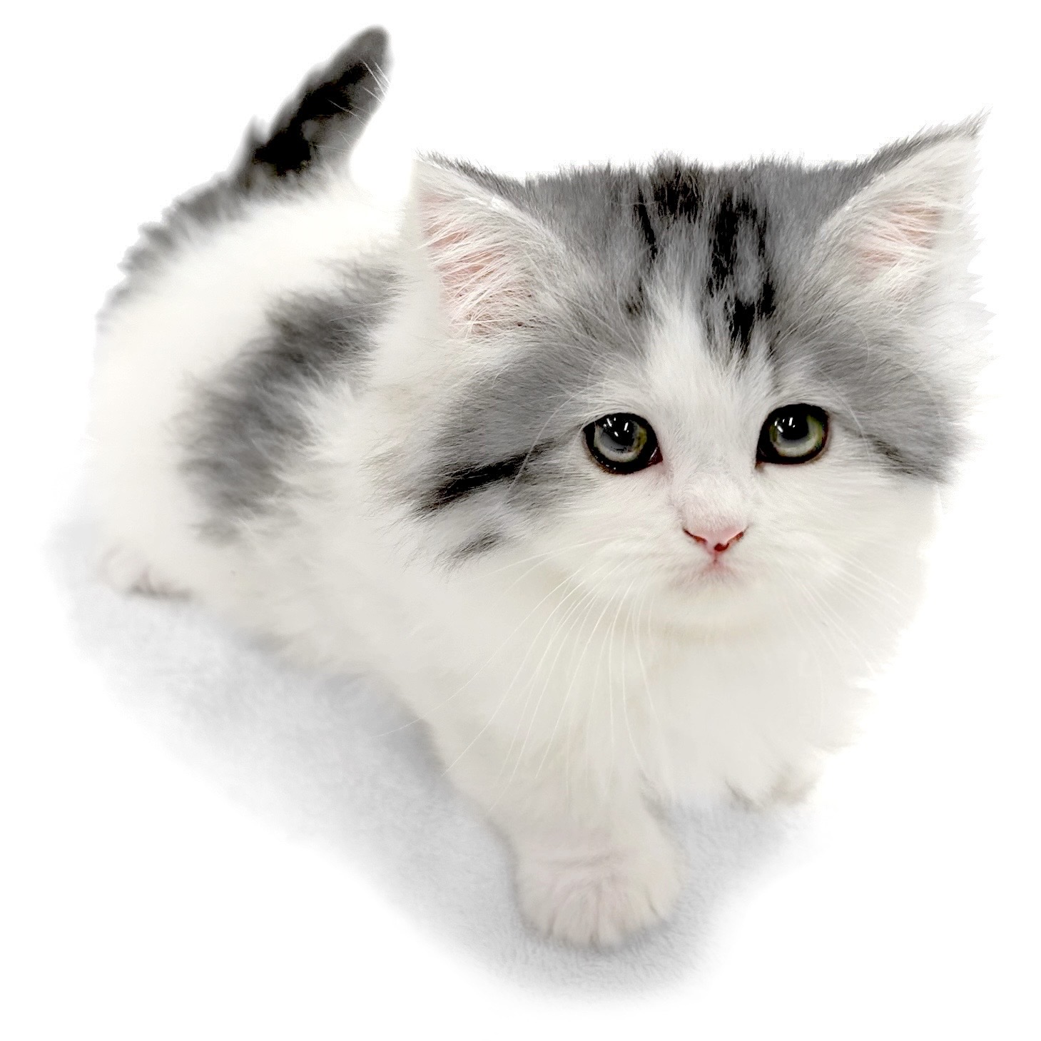 神奈川県のサイベリアン (ペッツワン城山店/2026年1月8日生まれ/女の子/シルバータビーホワイト)の子猫