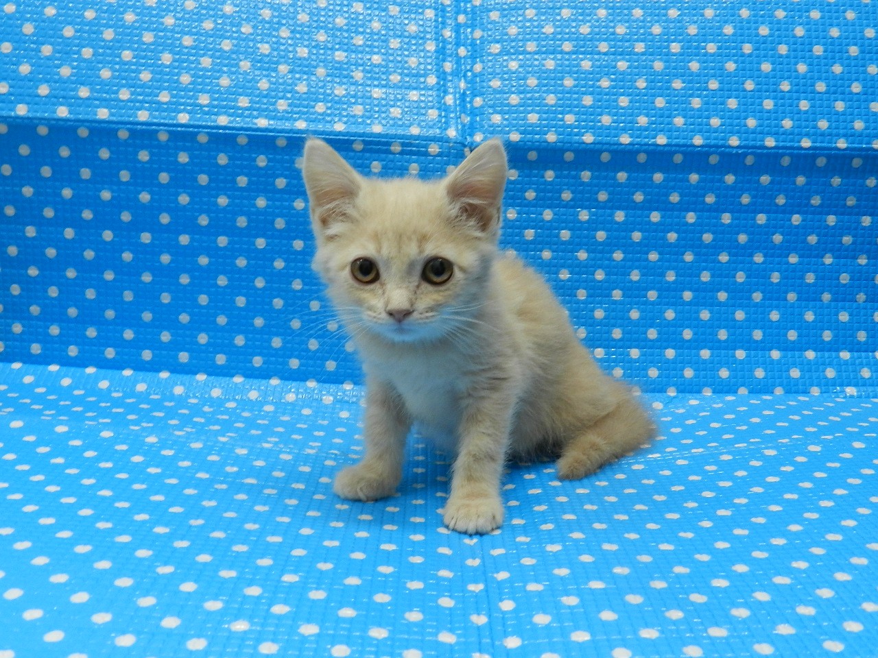 静岡県のスコティッシュフォールド (ペッツワン御殿場店/2025年12月21日生まれ/男の子/クリームタビー)の子猫