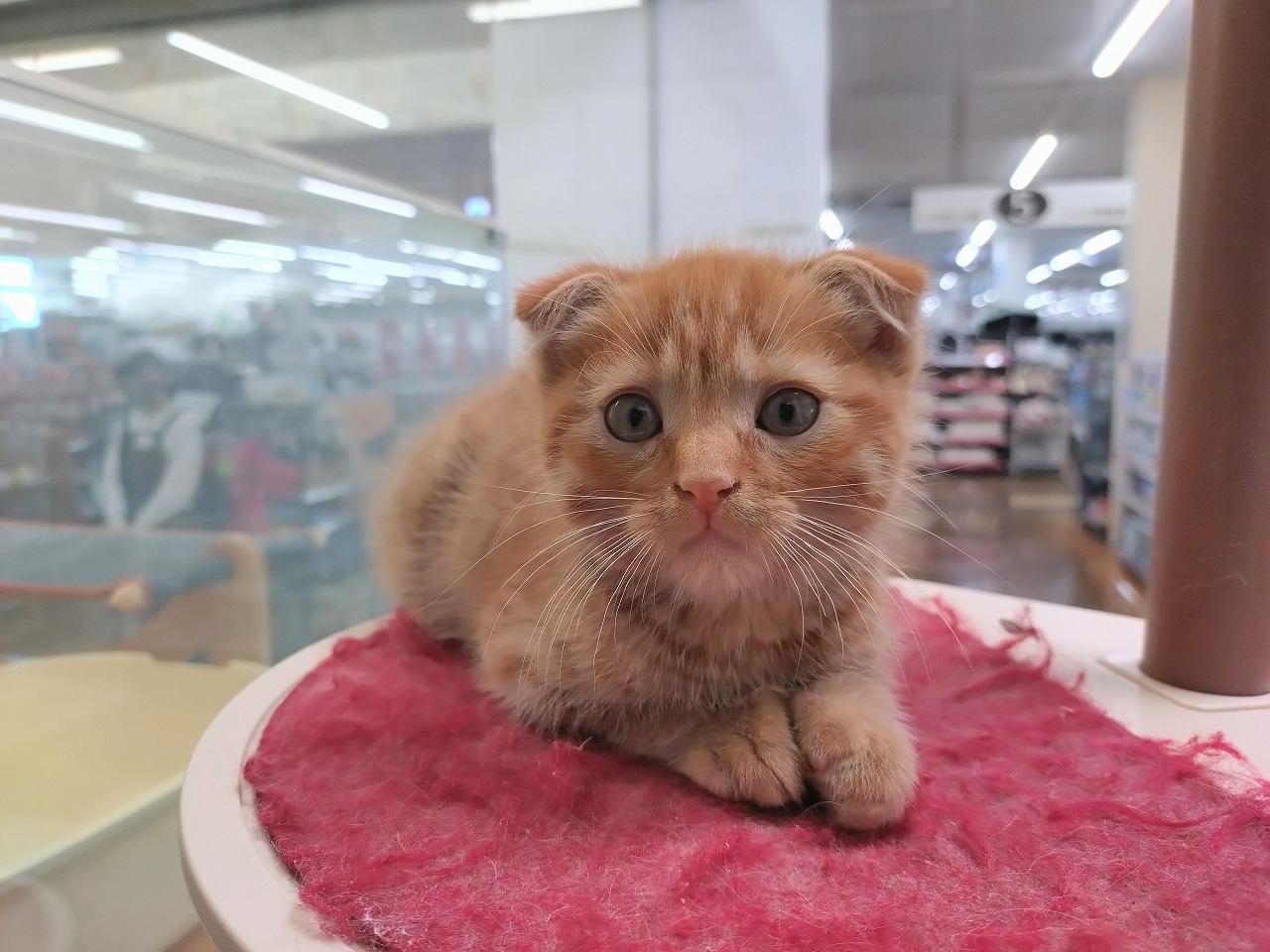 群馬県のスコティッシュフォールド (ペッツワン青柳店/2026年1月4日生まれ/男の子/レッドタビー)の子猫の2枚目の画像