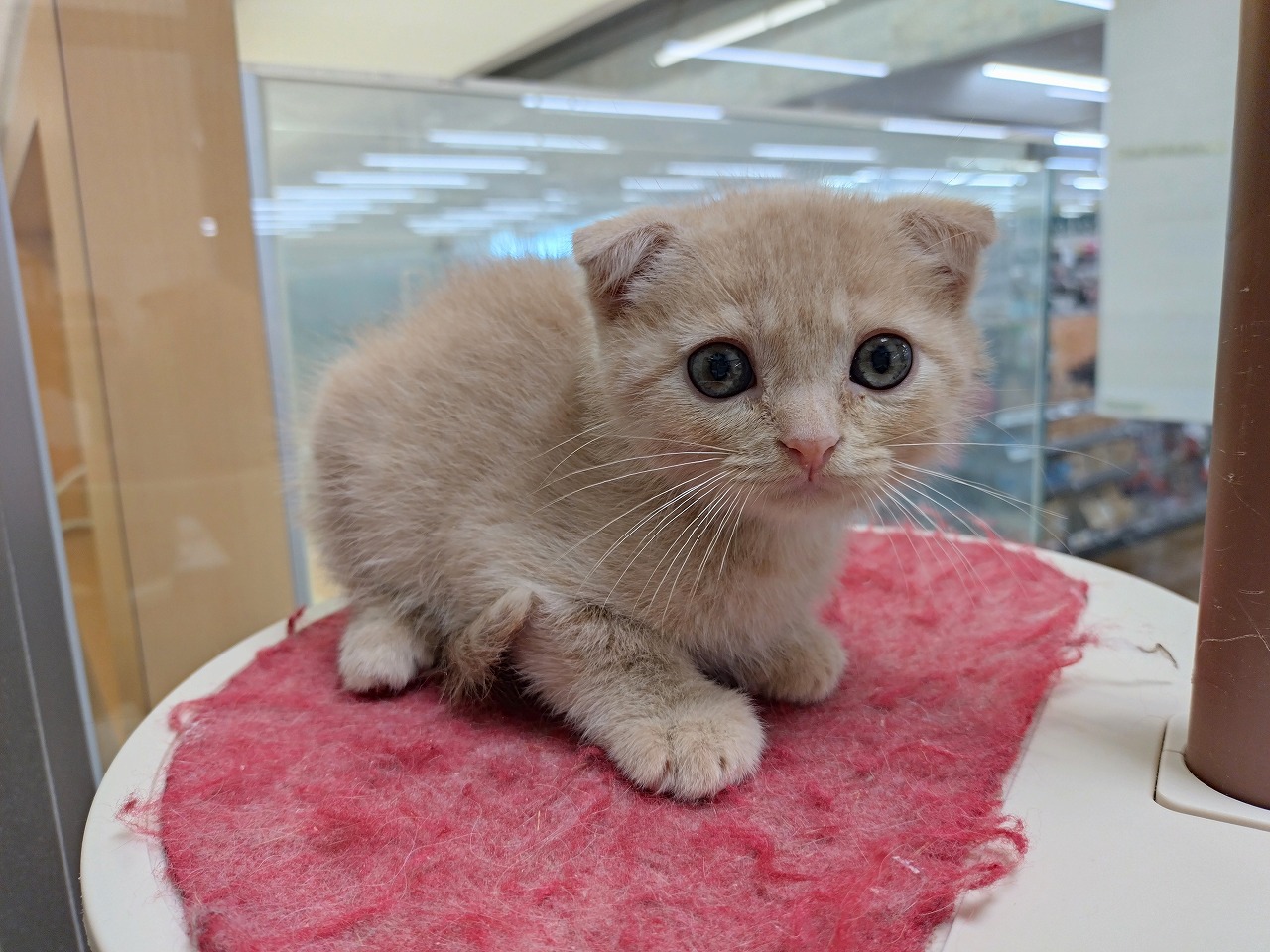 群馬県のスコティッシュフォールド (ペッツワン青柳店/2026年1月4日生まれ/男の子/クリームタビー)の子猫の2枚目の画像