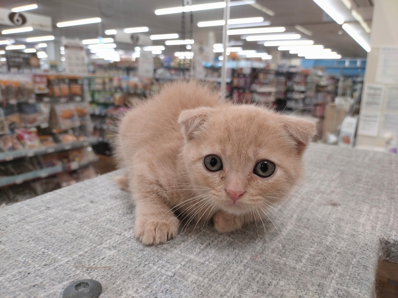 群馬県のスコティッシュフォールド (ペッツワン青柳店/2026年1月4日生まれ/男の子/クリームタビー)の子猫の1枚目の画像