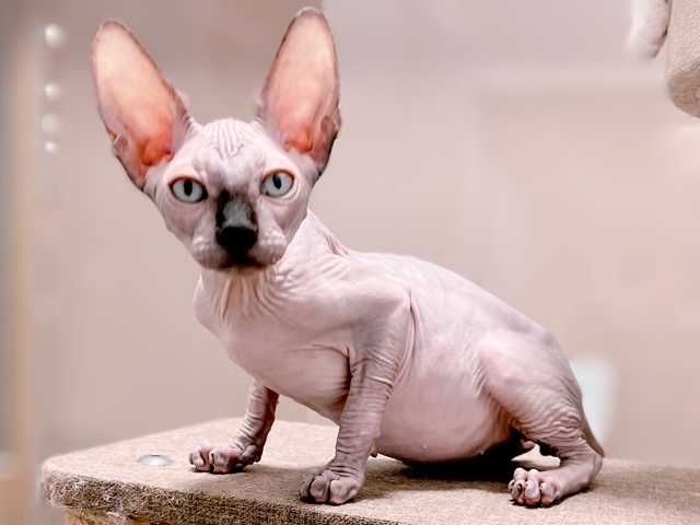 福島県のスフィンクス (ペッツワン郡山富田店/2025年11月24日生まれ/男の子/シールポイント)の子猫