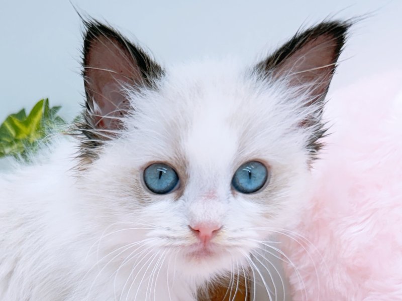 愛知県のラグドール (ペッツワン小牧店/2026年1月9日生まれ/女の子/その他色)の子猫