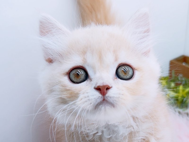 愛知県のミヌエット (ペッツワン小牧店/2026年1月3日生まれ/男の子/その他色)の子猫