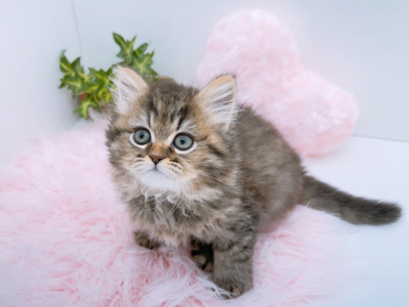 愛知県のミヌエット (ペッツワン小牧店/2026年1月3日生まれ/女の子/チンチラゴールデン)の子猫