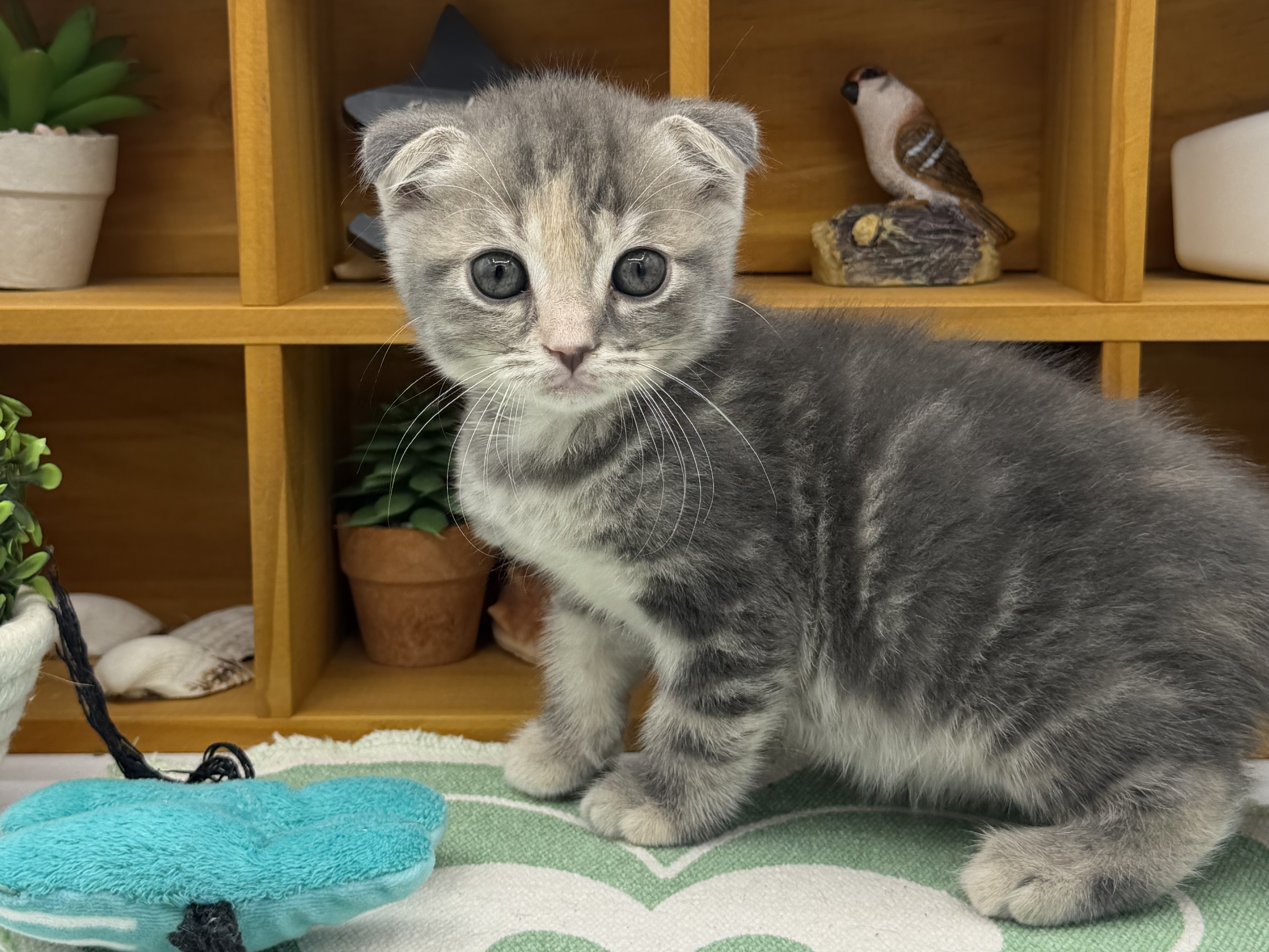 静岡県のスコティッシュフォールド (ペッツワン清水店/2026年1月6日生まれ/女の子/ブルーパッチドタビー)の子猫の3枚目の画像