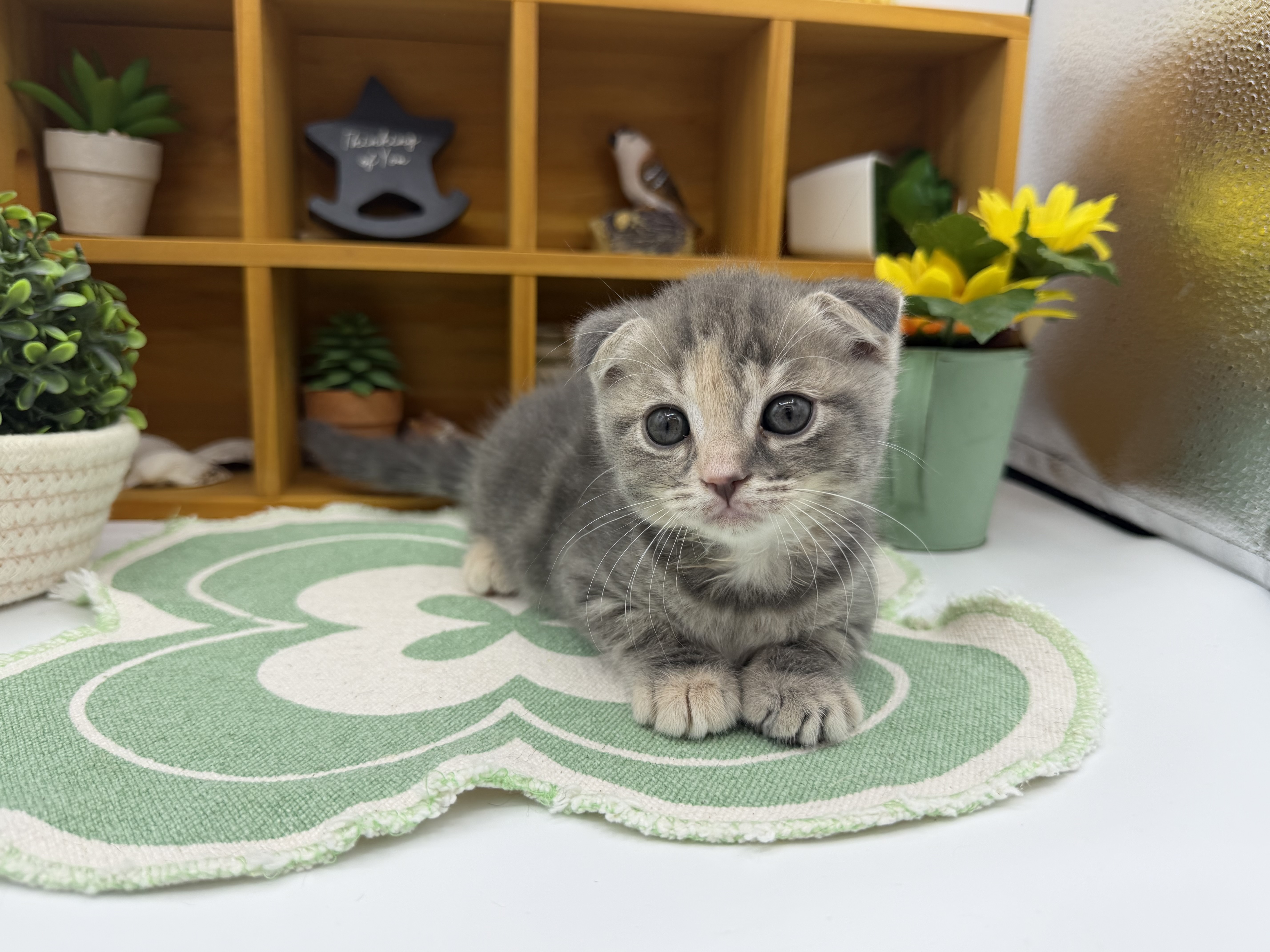 静岡県のスコティッシュフォールド (ペッツワン清水店/2026年1月6日生まれ/女の子/ブルーパッチドタビー)の子猫の1枚目の画像