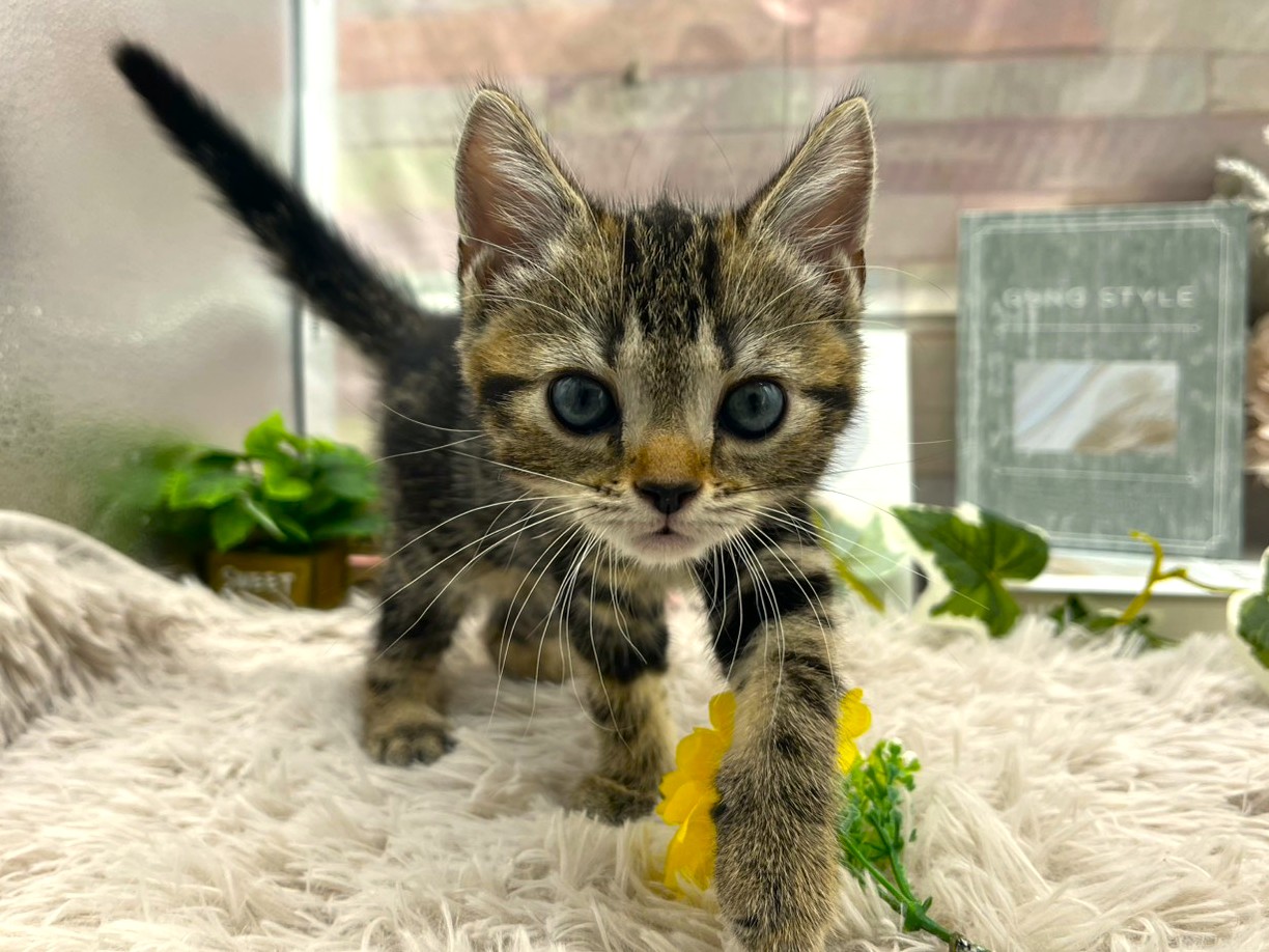 静岡県のアメリカンショートヘアー (ペッツワン掛川店/2026年1月10日生まれ/男の子/ブラウンタビー)の子猫の2枚目の画像