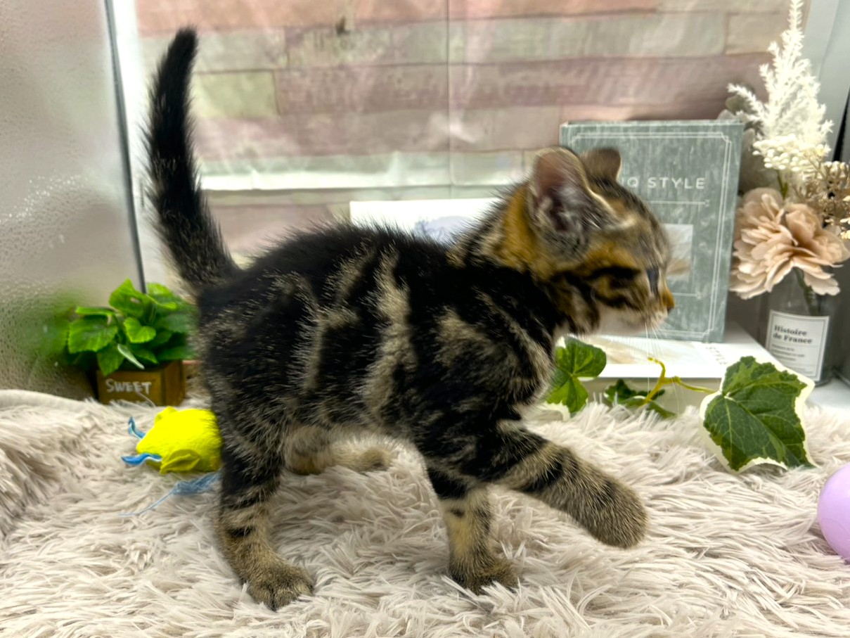 静岡県のアメリカンショートヘアー (ペッツワン掛川店/2026年1月10日生まれ/男の子/ブラウンタビー)の子猫の3枚目の画像