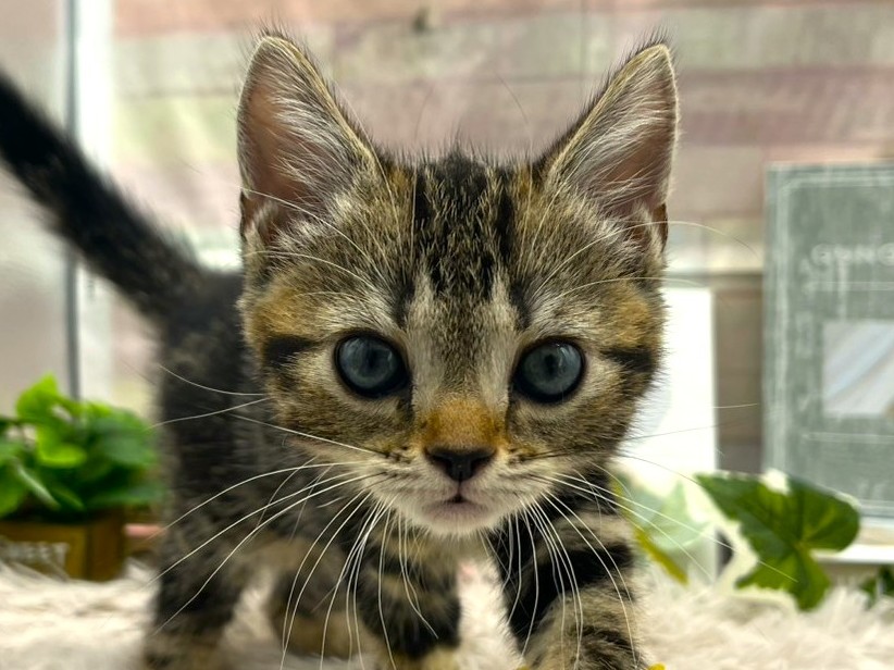 静岡県のアメリカンショートヘアー (ペッツワン掛川店/2026年1月10日生まれ/男の子/ブラウンタビー)の子猫の1枚目の画像