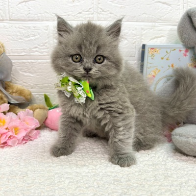 大阪府のブリティッシュロングヘアー (ペッツワン東大阪店/2026年1月13日生まれ/男の子/ブルー)の子猫