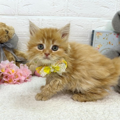 大阪府のミヌエット (ペッツワン東大阪店/2026年1月15日生まれ/女の子/レッドタビー)の子猫