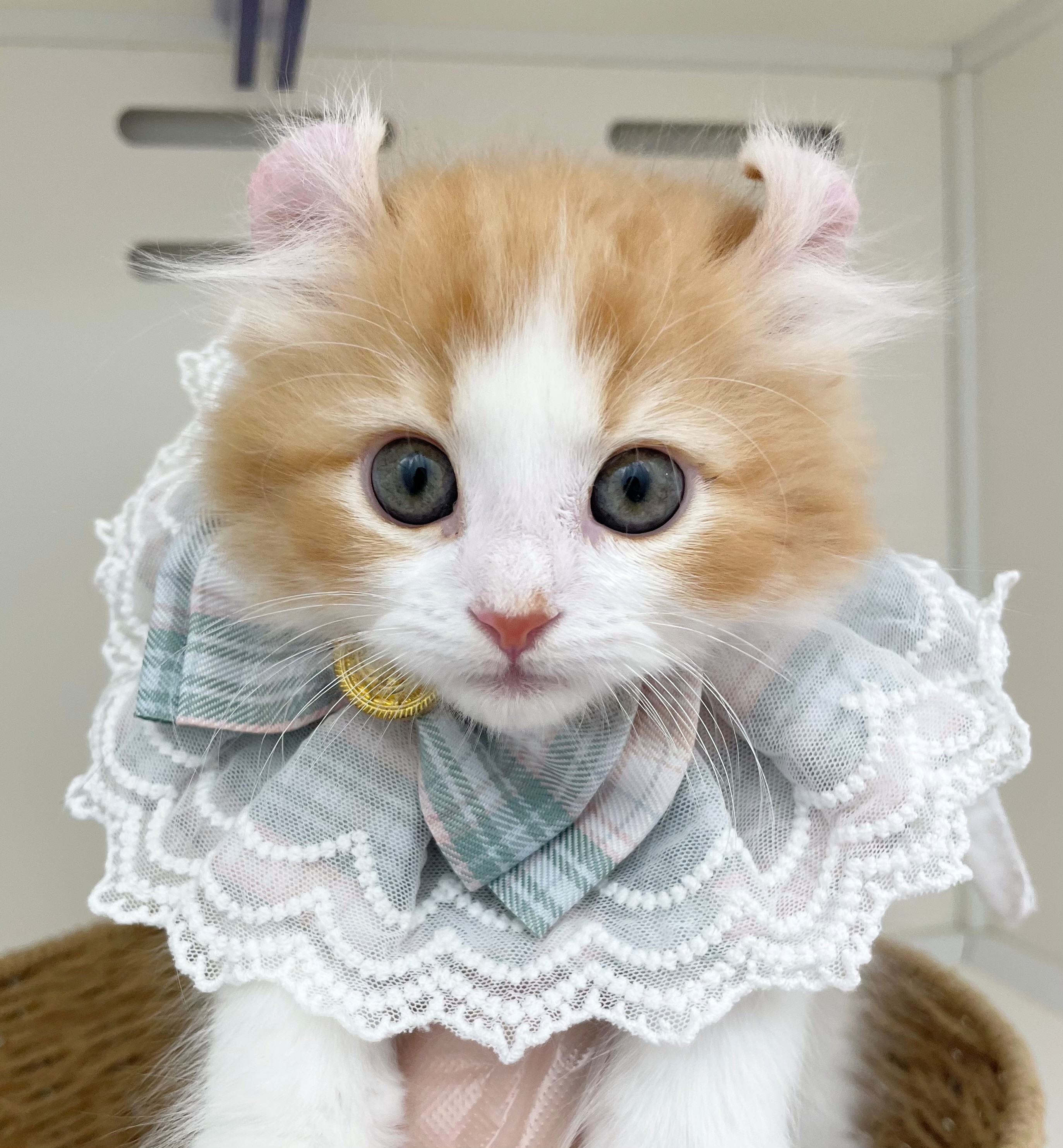 岐阜県のアメリカンカール (ペッツワン可児店/2025年12月27日生まれ/男の子/レッドタビーホワイト)の子猫の1枚目の画像