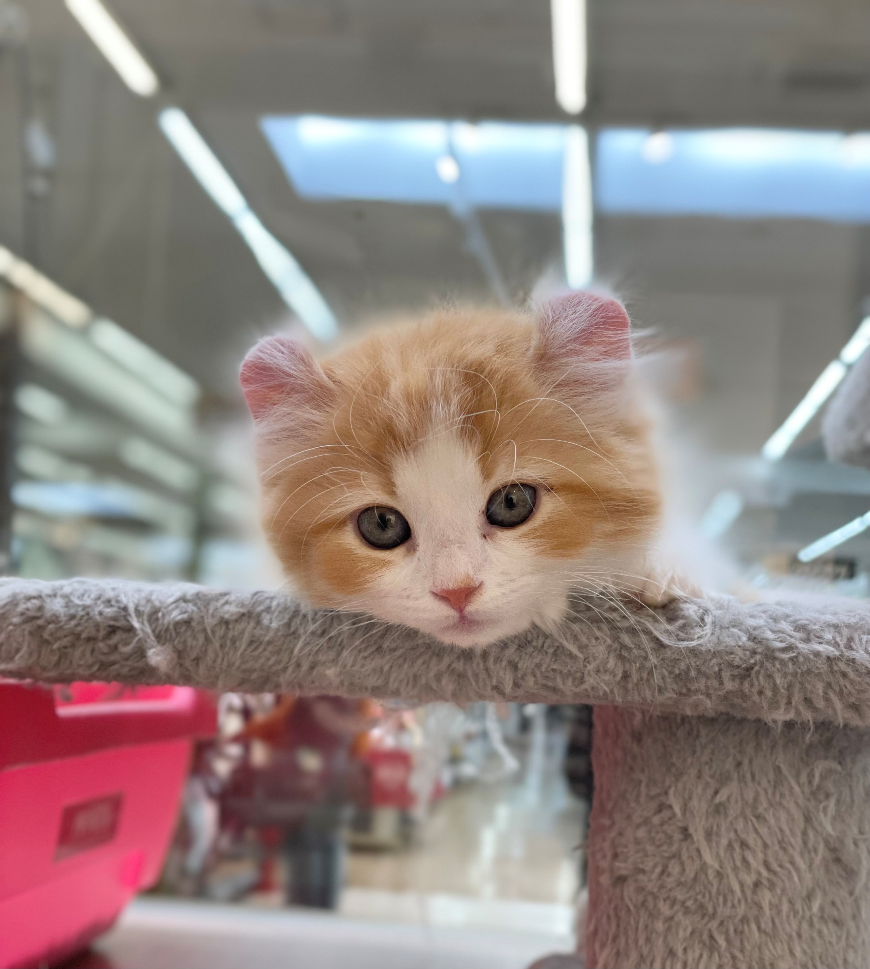 岐阜県のアメリカンカール (ペッツワン可児店/2025年12月27日生まれ/男の子/レッドタビーホワイト)の子猫の2枚目の画像