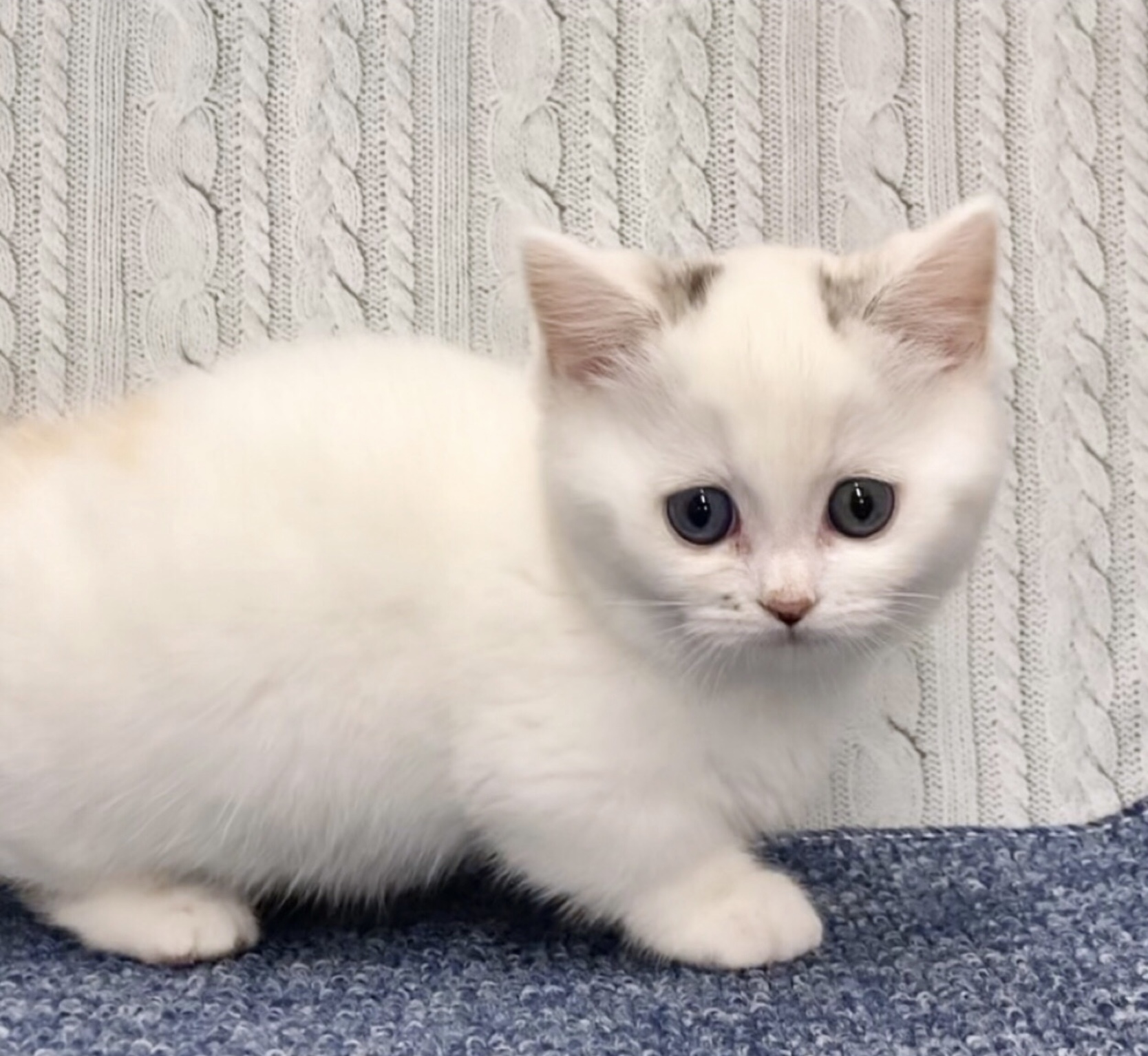 岡山県のマンチカン (ペッツワンFC津山店/2026年1月13日生まれ/女の子/シルバータビーホワイト)の子猫