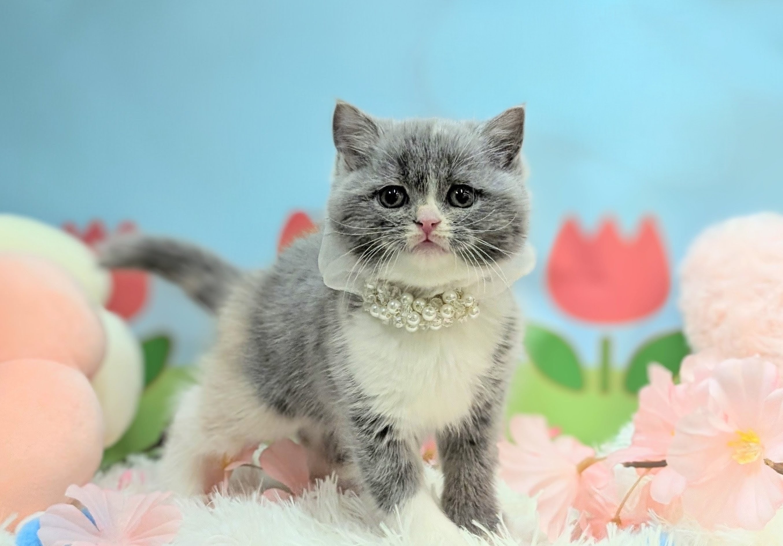 兵庫県のブリティッシュショートヘアー (ペッツワン神戸西神南店/2026年1月14日生まれ/女の子/ブルーパッチドタビーホワイト)の子猫