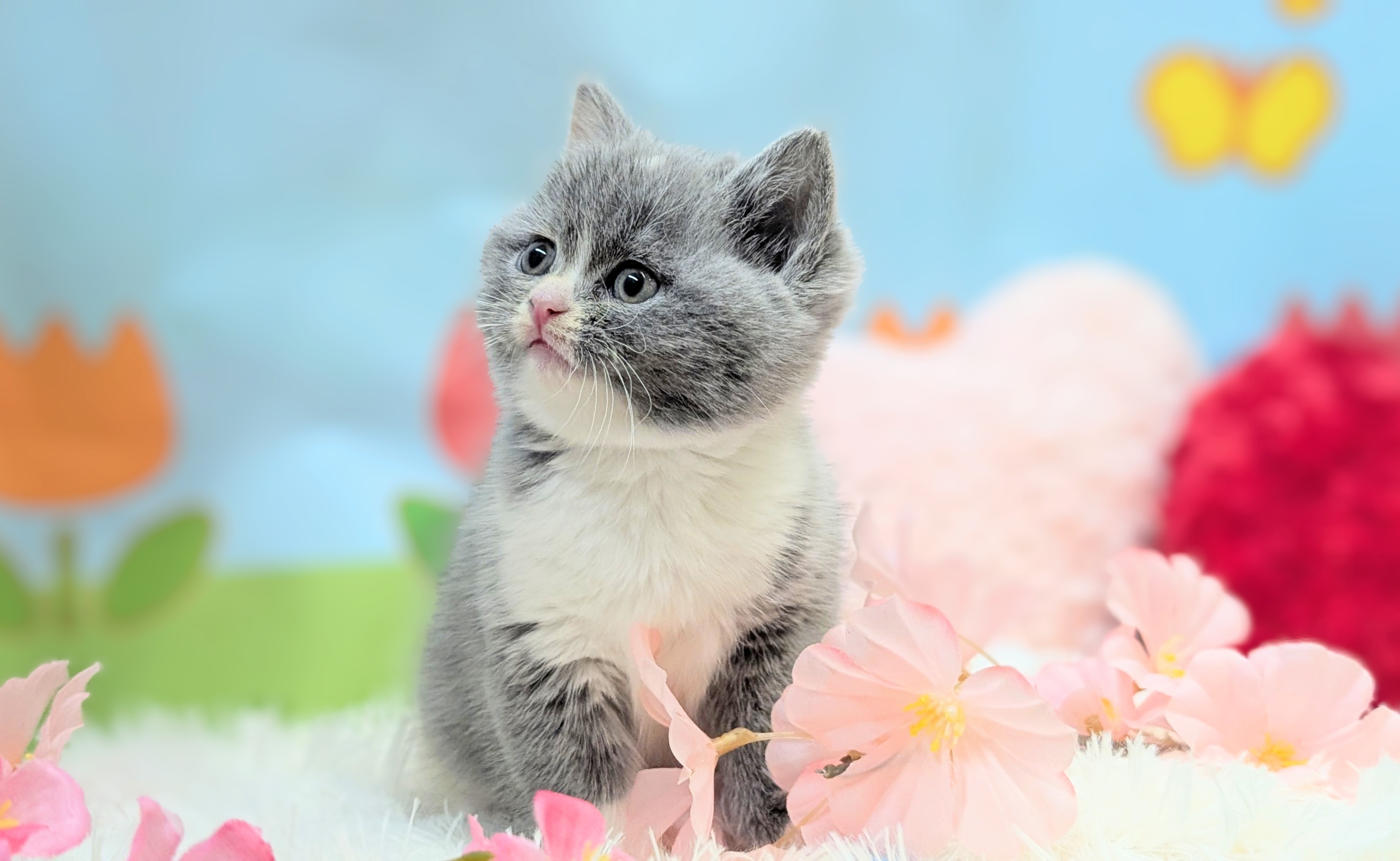 兵庫県のブリティッシュショートヘアー (ペッツワン神戸西神南店/2026年1月14日生まれ/女の子/ブルーパッチドタビーホワイト)の子猫の3枚目の画像