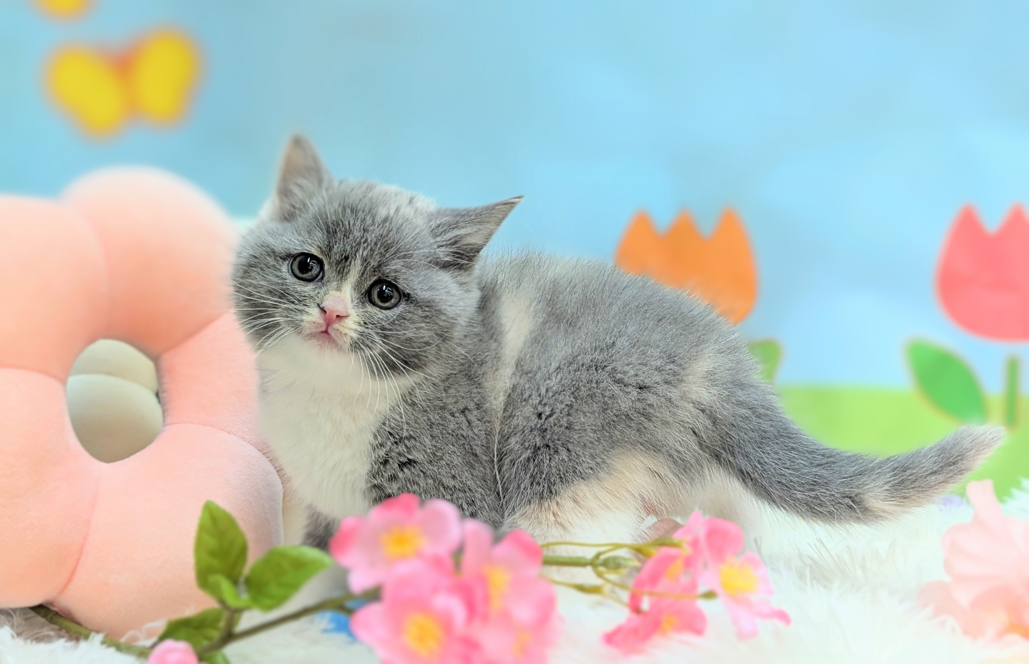 兵庫県のブリティッシュショートヘアー (ペッツワン神戸西神南店/2026年1月14日生まれ/女の子/ブルーパッチドタビーホワイト)の子猫の2枚目の画像