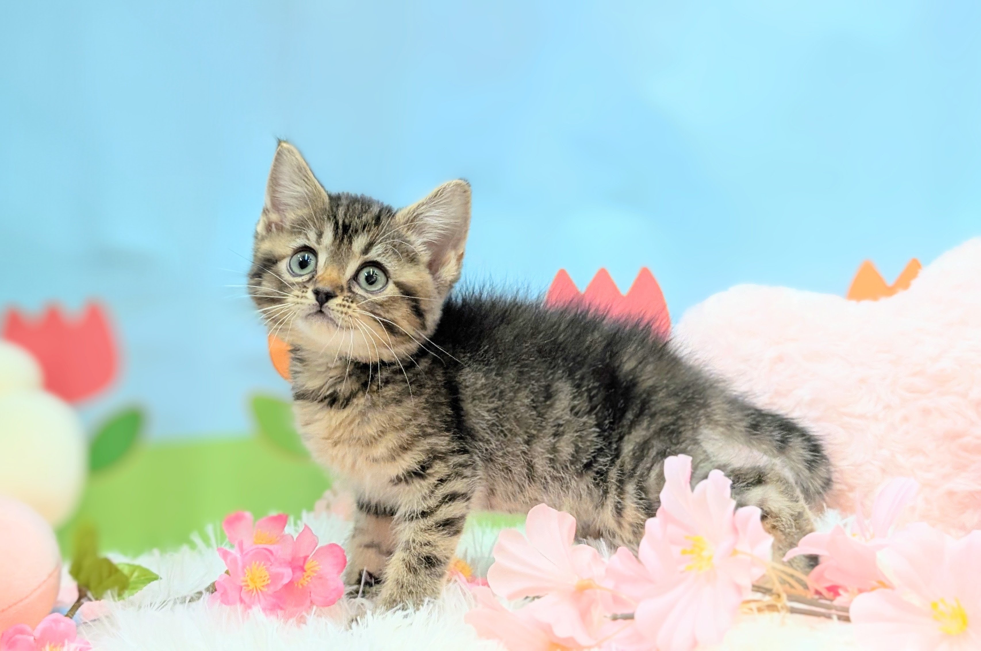 兵庫県のデボンレックス (ペッツワン神戸西神南店/2026年1月9日生まれ/女の子/ブラウンタビー)の子猫の2枚目の画像