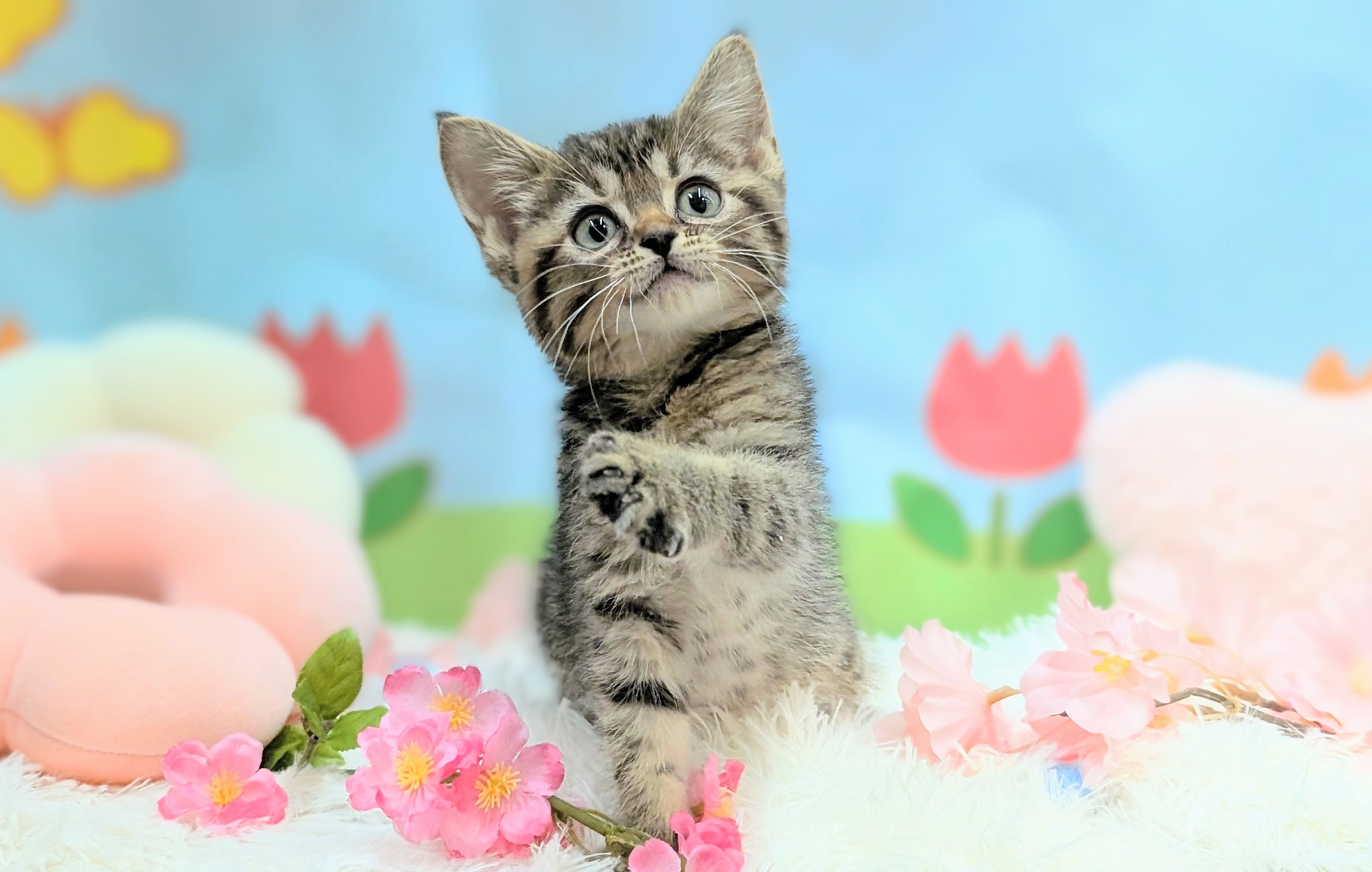 兵庫県のデボンレックス (ペッツワン神戸西神南店/2026年1月9日生まれ/女の子/ブラウンタビー)の子猫の1枚目の画像