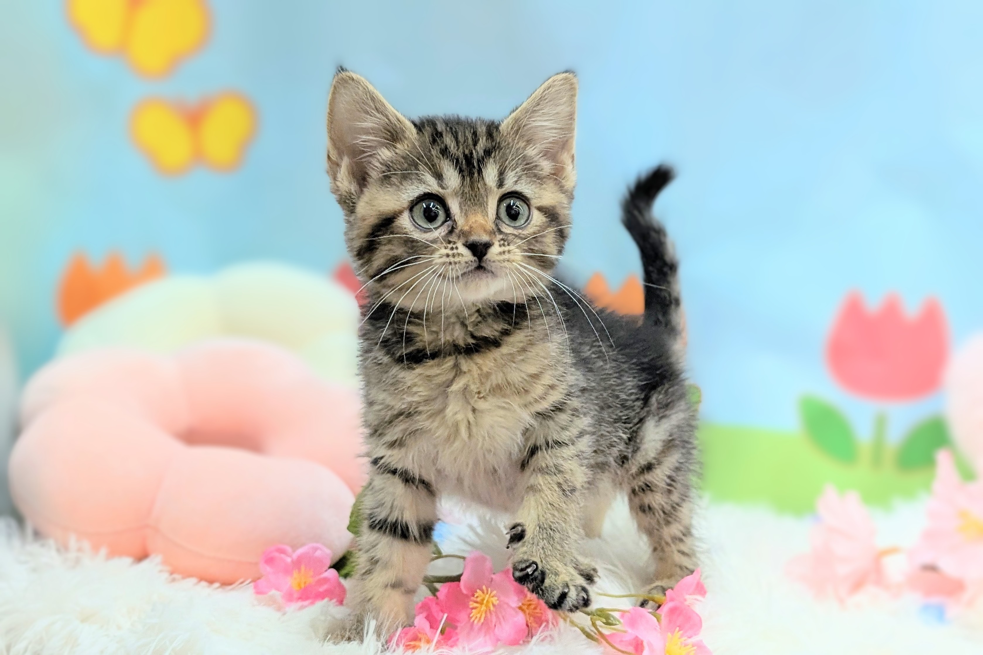 兵庫県のデボンレックス (ペッツワン神戸西神南店/2026年1月9日生まれ/女の子/ブラウンタビー)の子猫の3枚目の画像