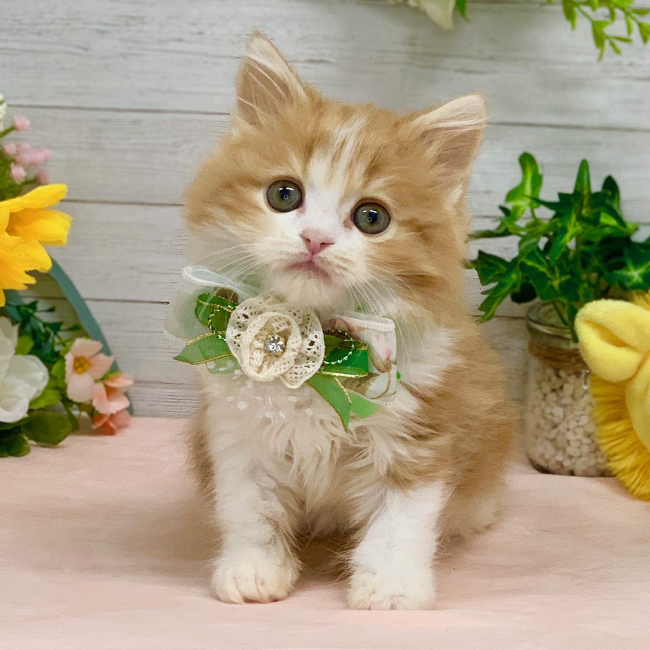 兵庫県のスコティッシュフォールド (ペッツワン神戸ひよどり台店/2026年1月15日生まれ/男の子/レッドタビーホワイト)の子猫の1枚目の画像